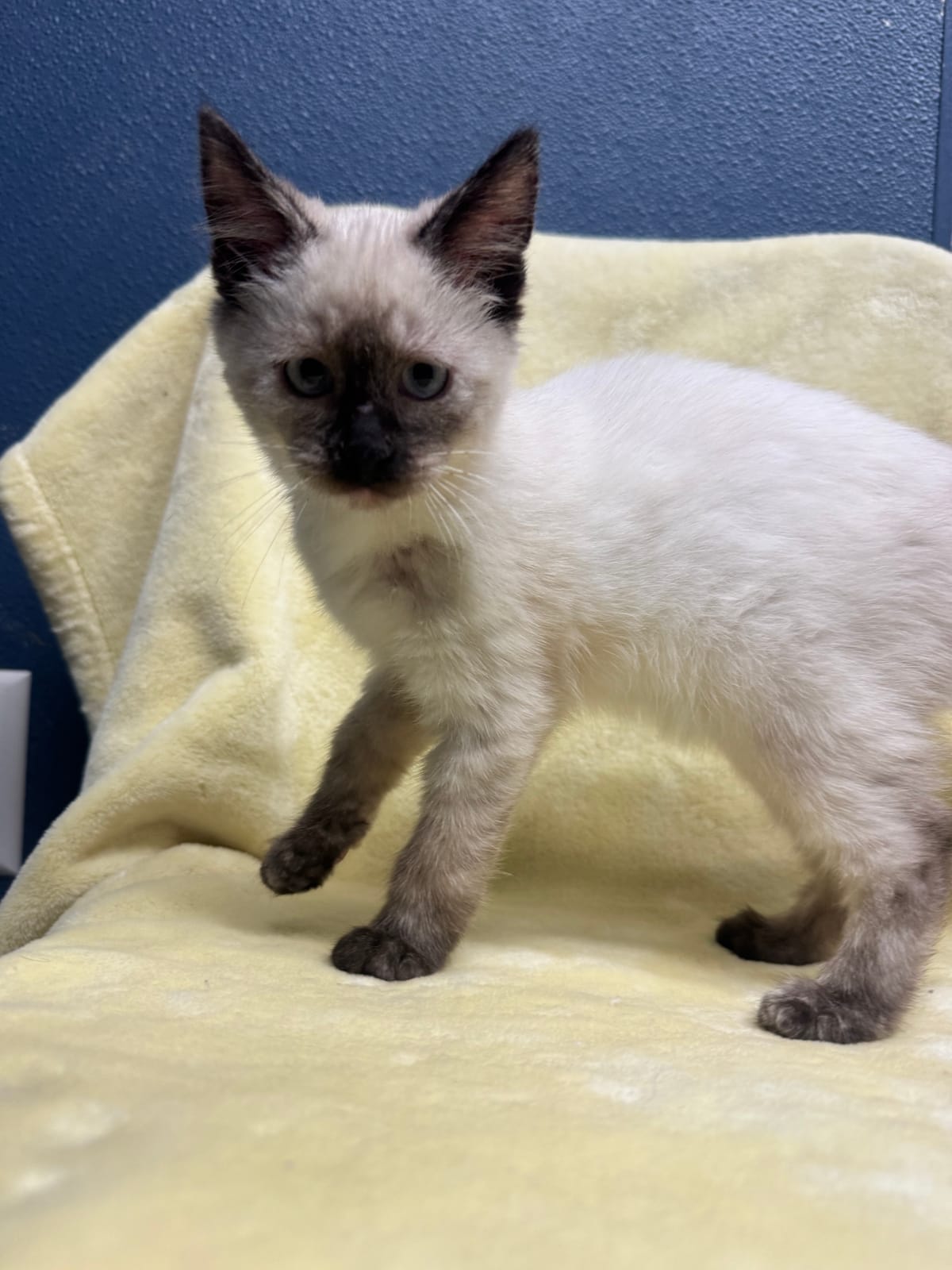 Sandy Cheeks, Female, NOT READY TO ADOPT YET