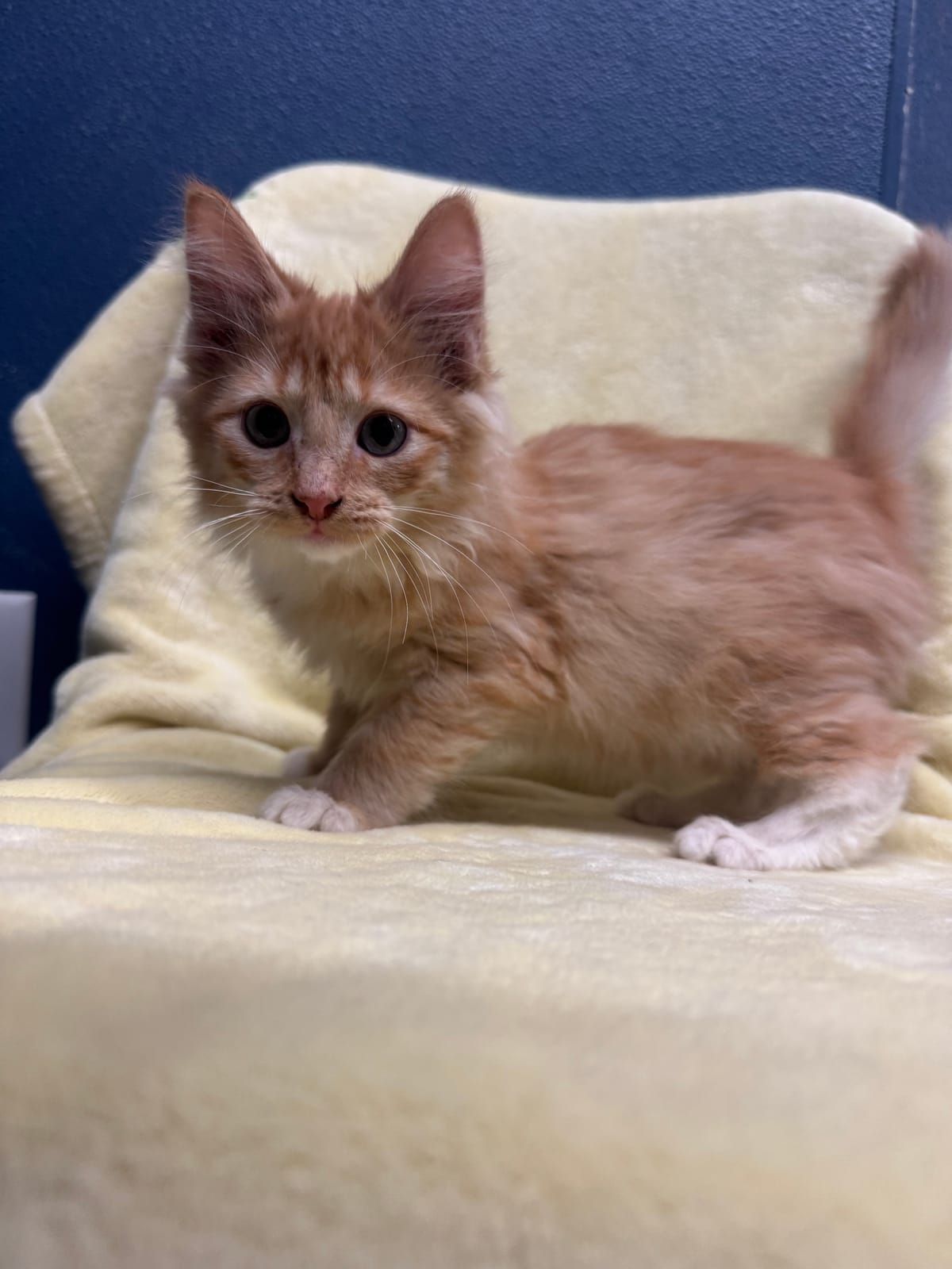 Patrick Star, Male, NOT READY TO ADOPT YET