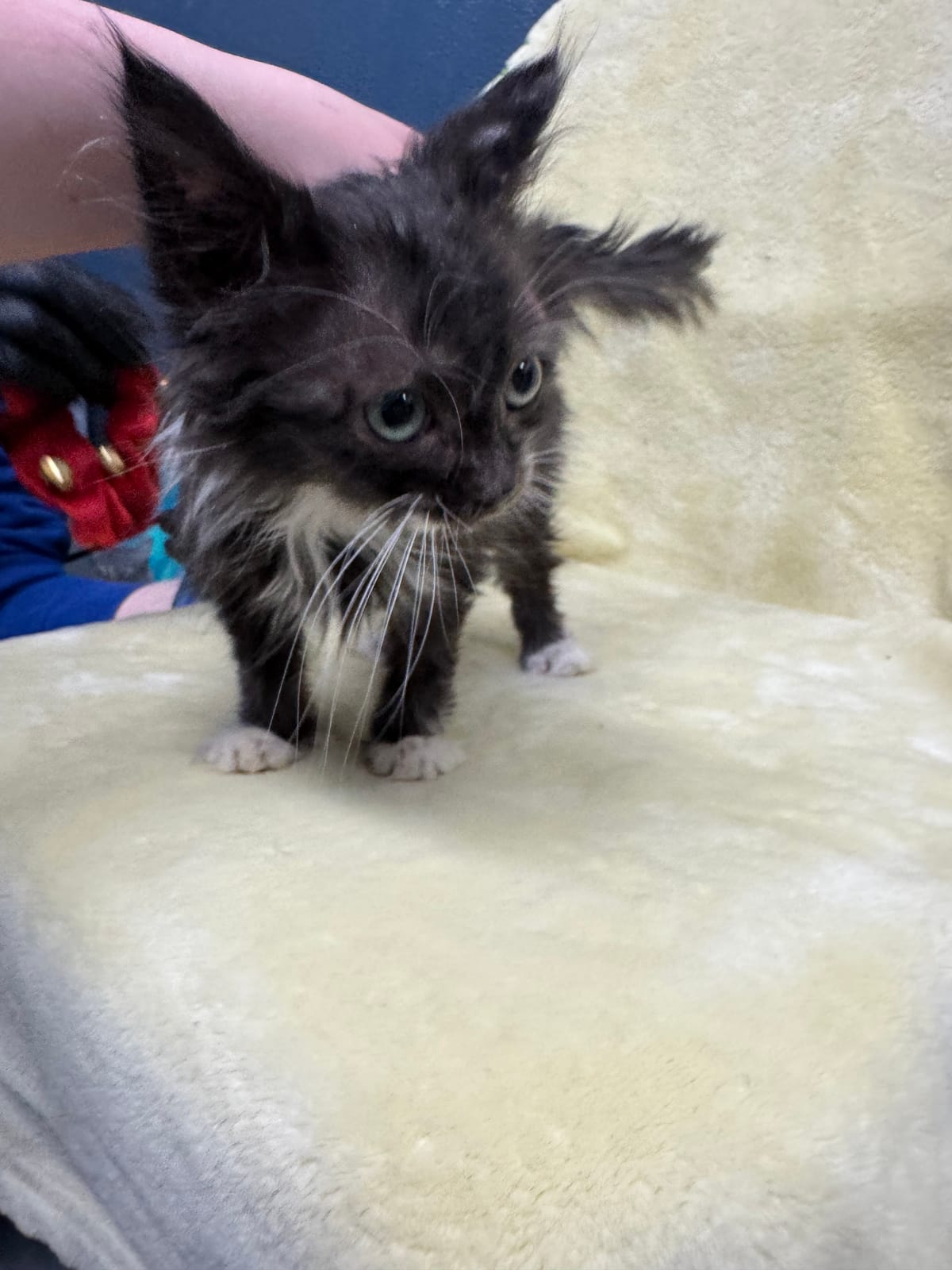 Karen, Female, NOT READY TO ADOPT YET