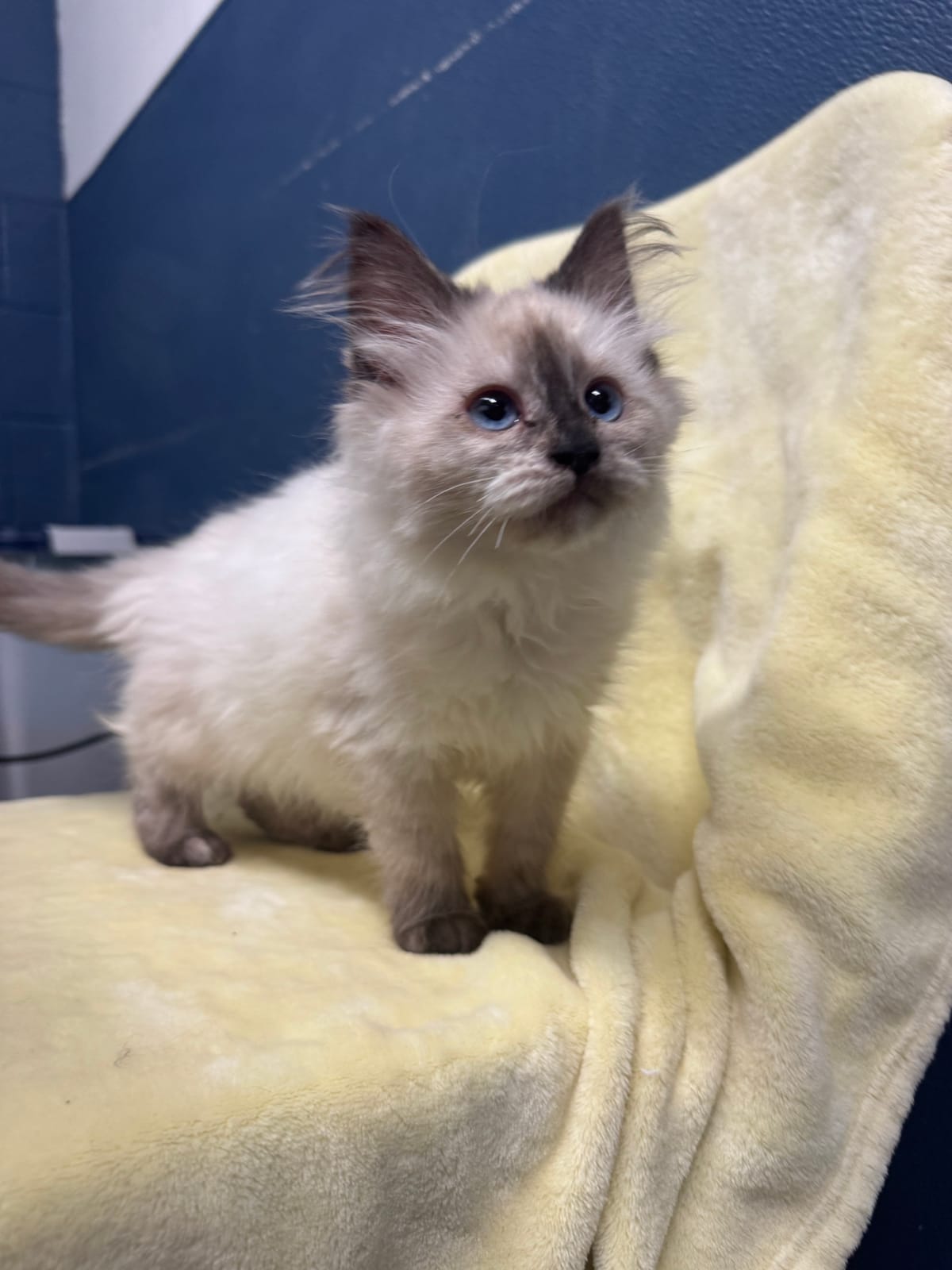 Pearl, Female, NOT READY TO ADOPT YET