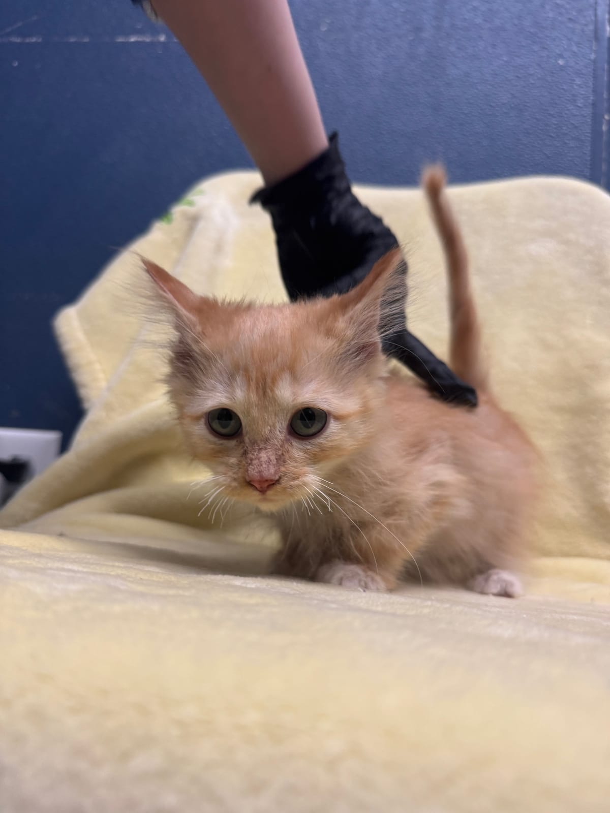 SpongeBob SquarePants, Male, NOT READY TO ADOPT YET