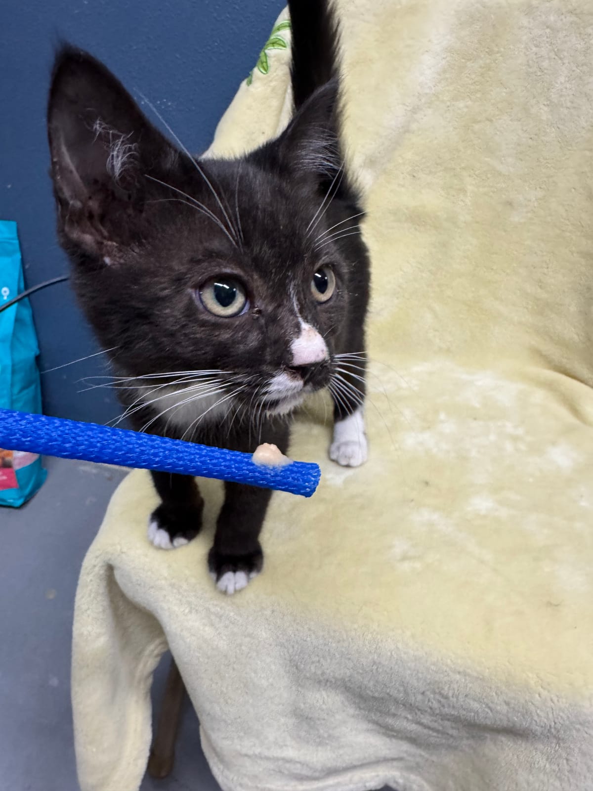 Squilliam Fancyson, Male, NOT READY TO ADOPT YET