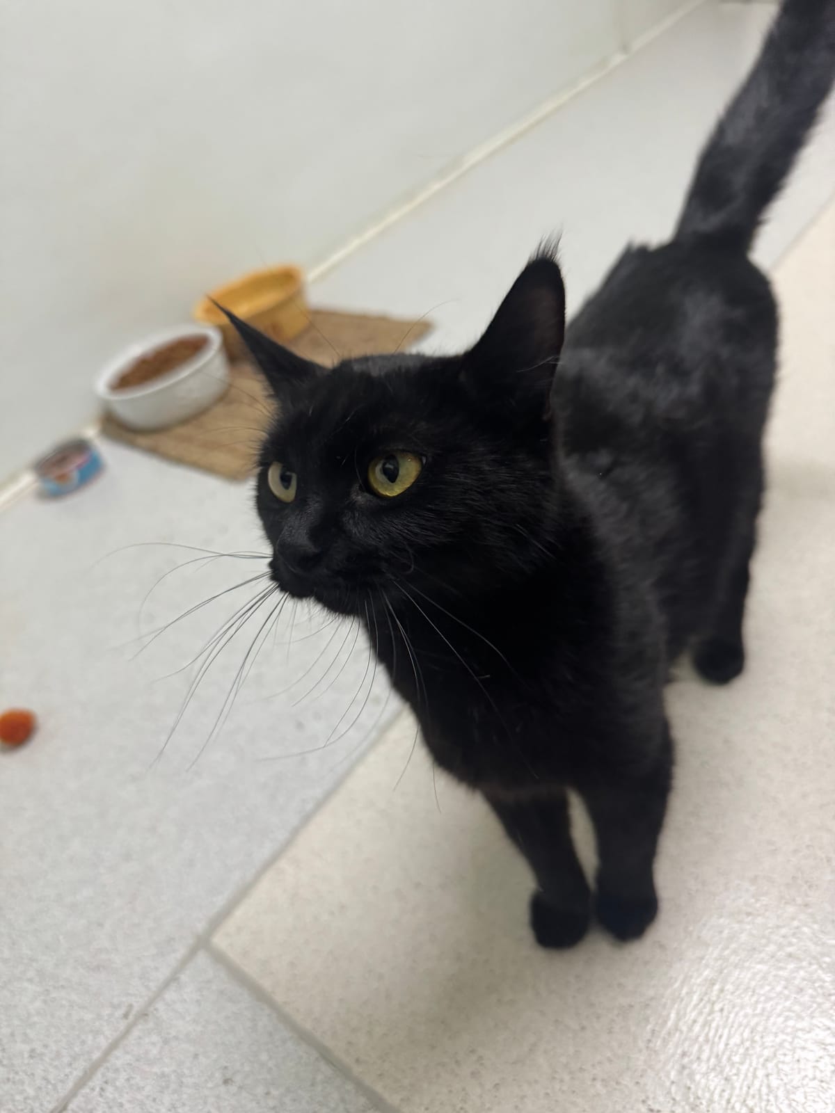 Jade, 1.5 year old black mama, NOT READY TO ADOPT YET