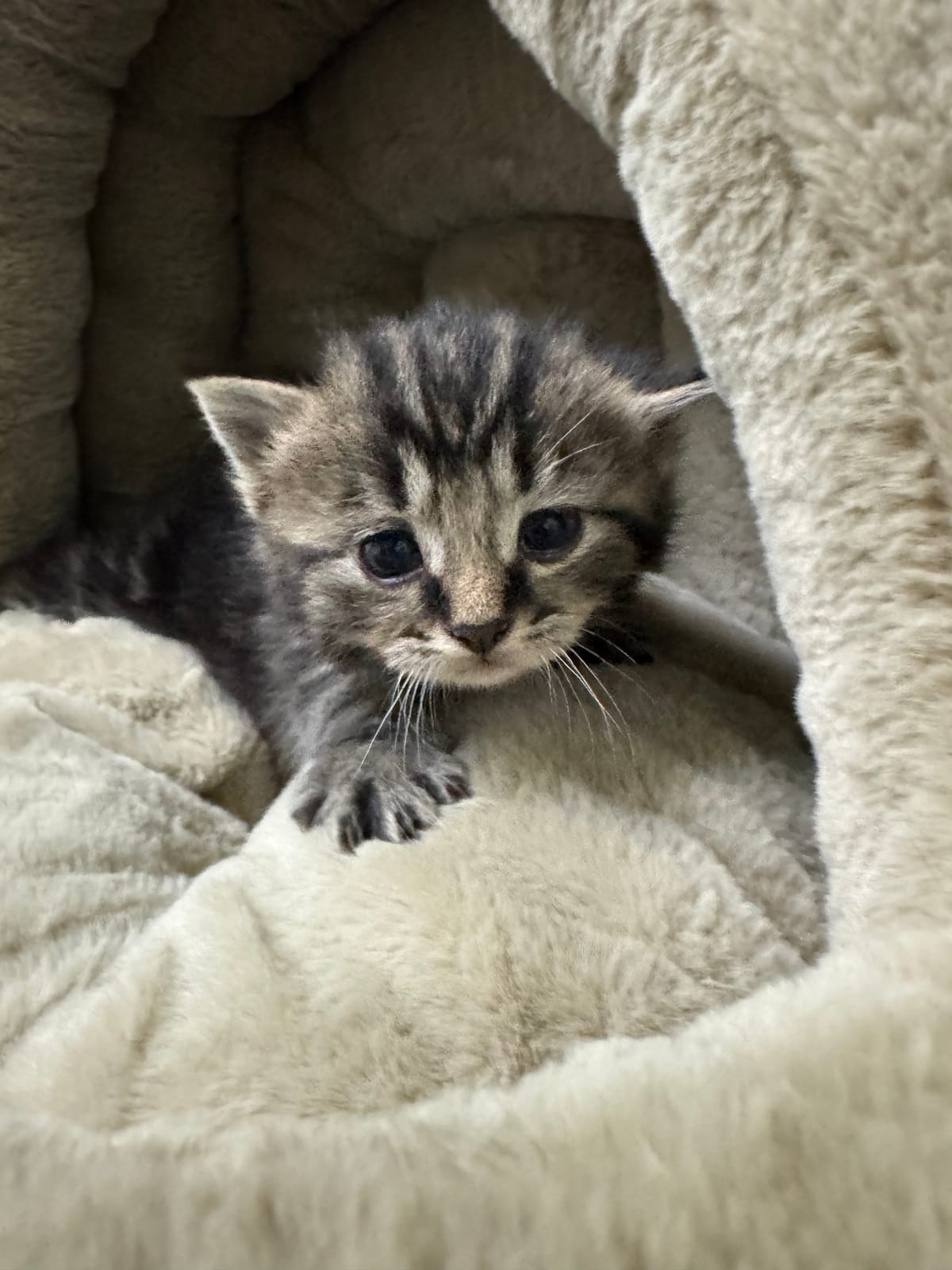 Opal, Female Tabby, NOT READY TO ADOPT YET