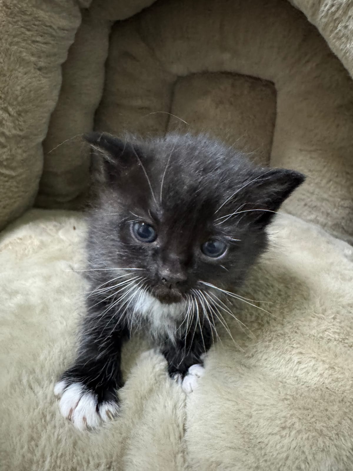 Rose, Tuxedo Female, NOT READY TO ADOPT YET