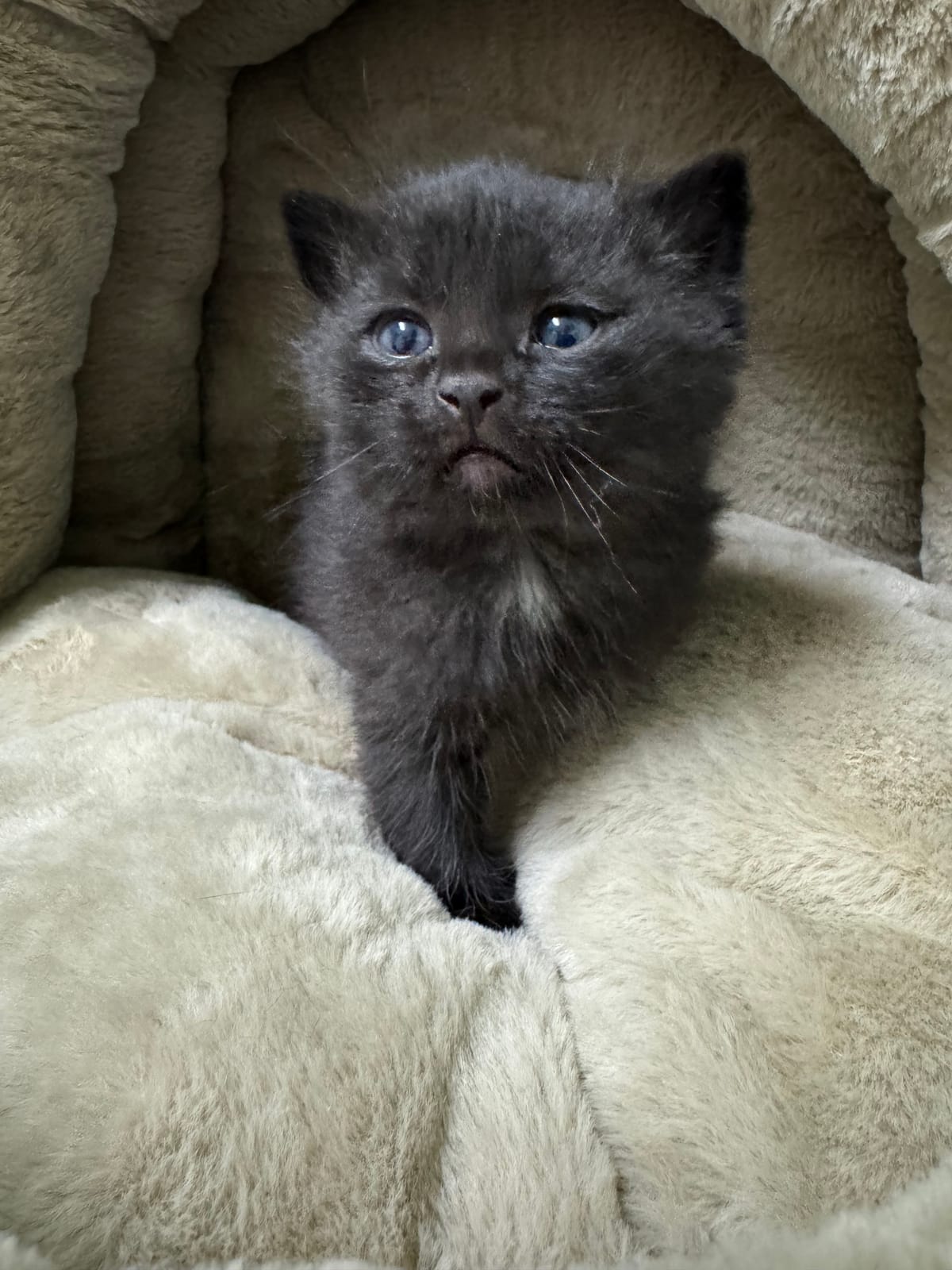 Onyx, Black/Tiny White Male, NOT READY TO ADOPT YET