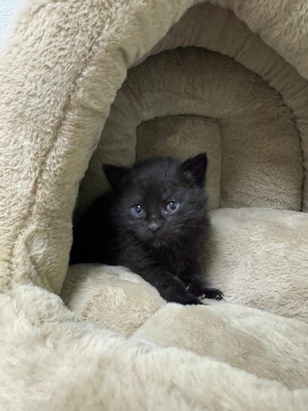 Obsidian, Black Male, NOT READY TO ADOPT YET