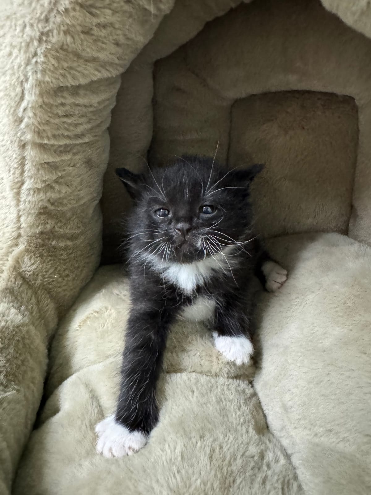 Jasper, Tuxedo Male, NOT READY TO ADOPT YET