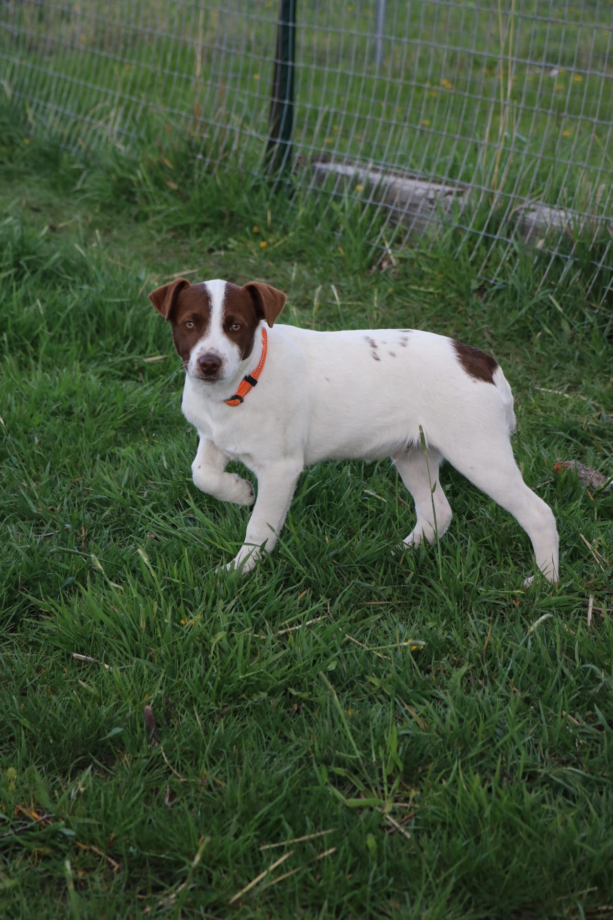 Alvin, 5 month old male, Cattle dog