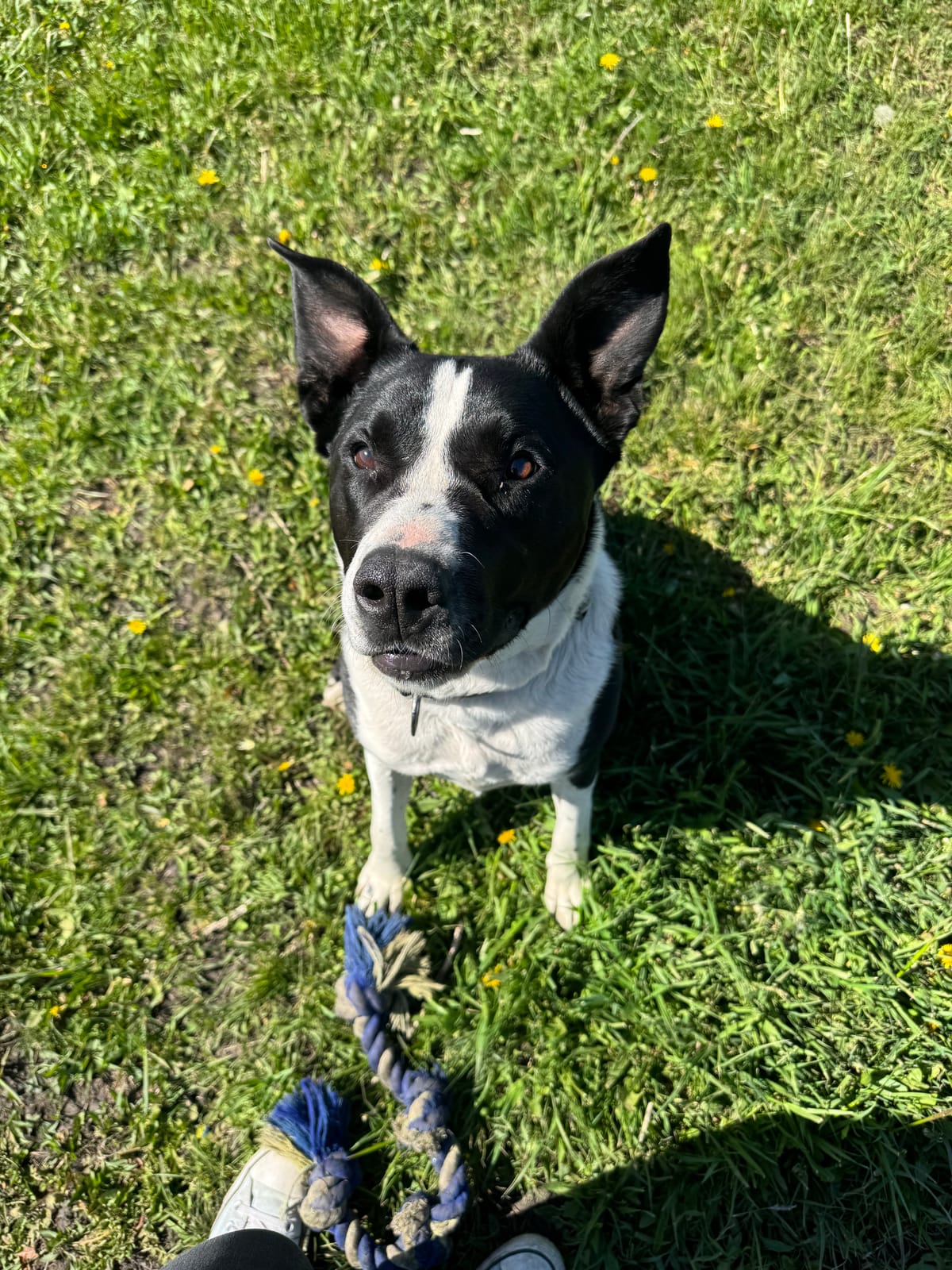 Anubis, 4 year old Pitbull, Male