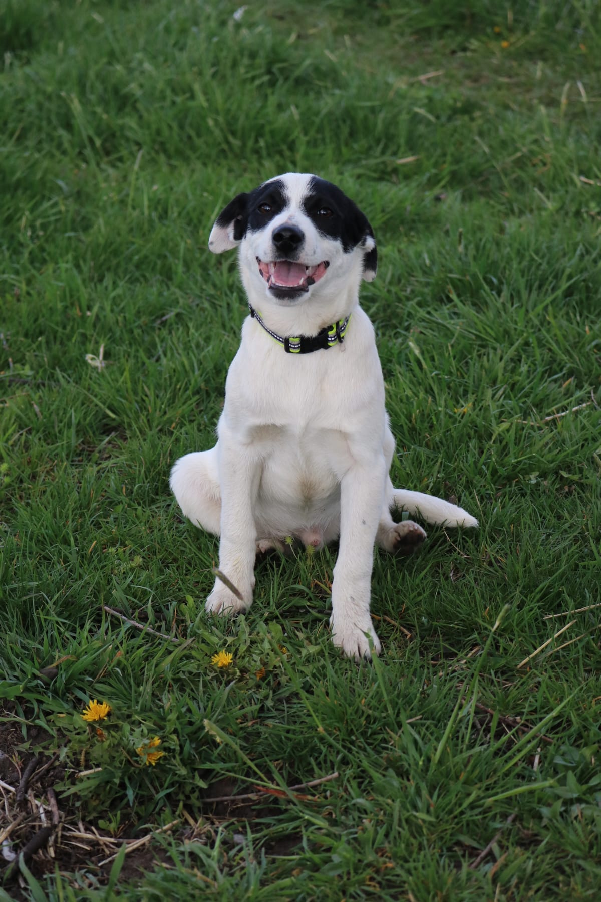 Simon, 4 month old male, Cattle dog