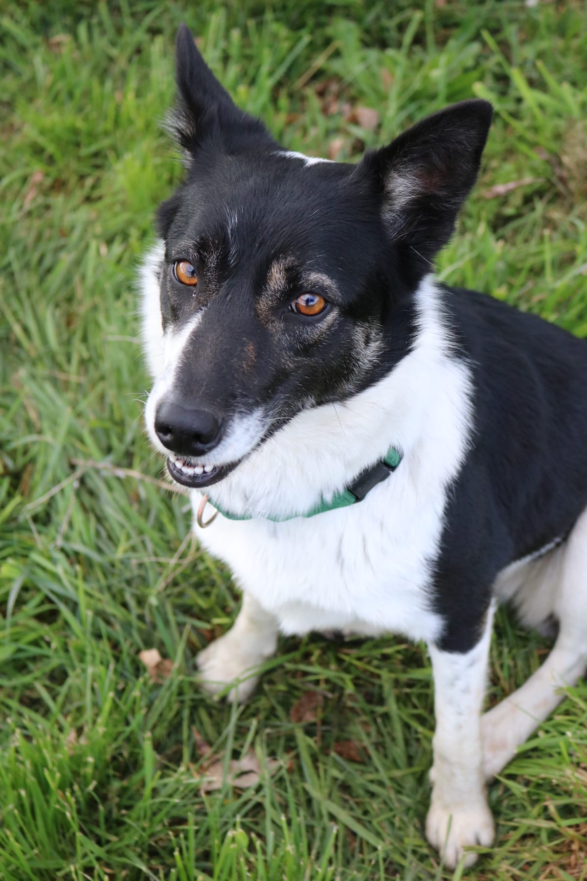 Molly, 2 year old, Border Collie Heeler