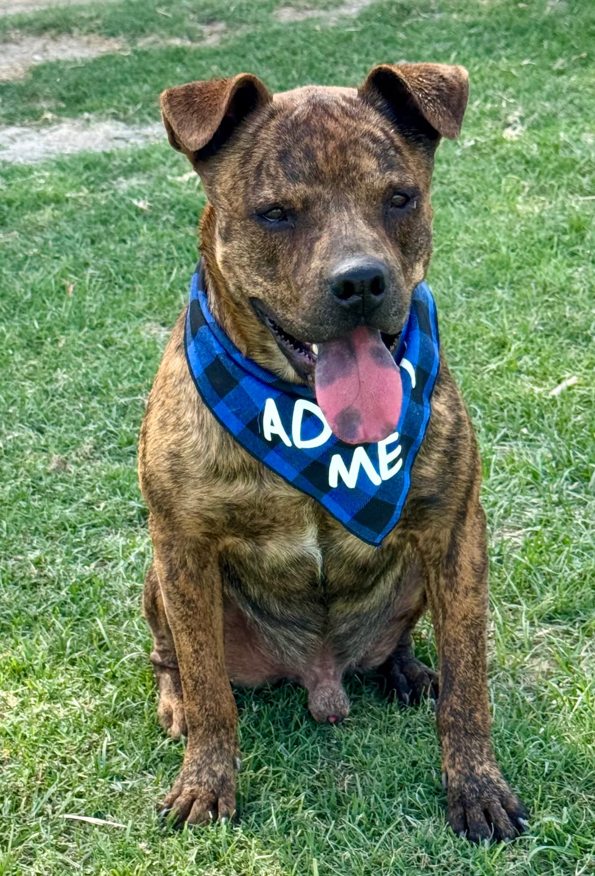 Django, 1.5 Year old, Pit Mix, Male (CURRENTLY IN FOSTER CARE)