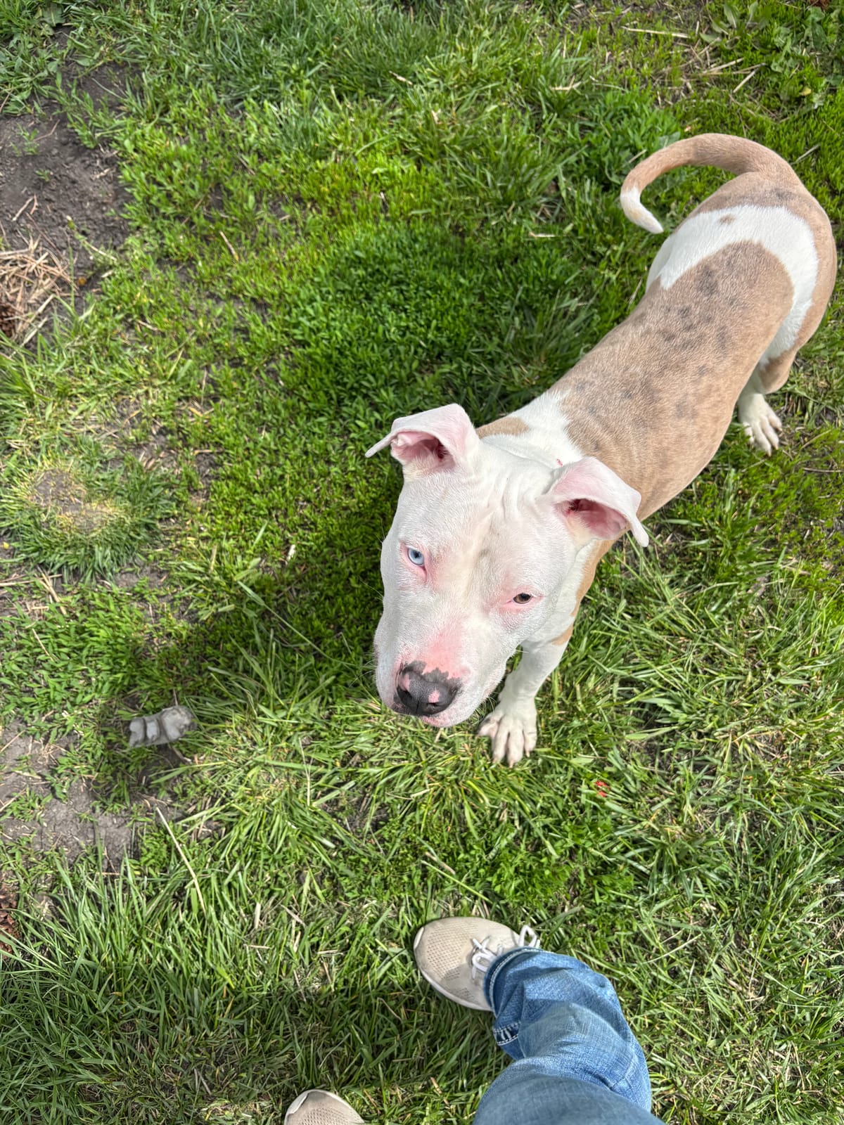 Hobby Horse, 7 Month Old, Pitty Mix, Male, CURRENTLY IN TRAINING