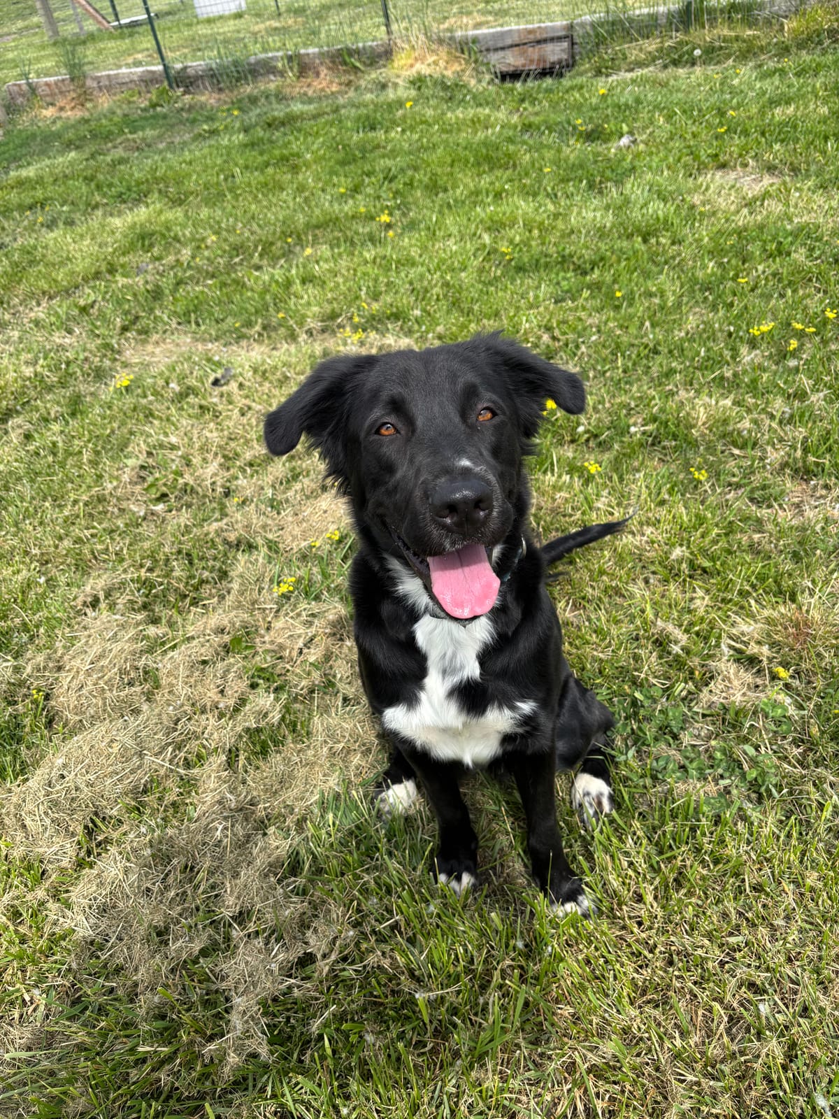 Juniper, 3 year old, Mixed Breed, Female