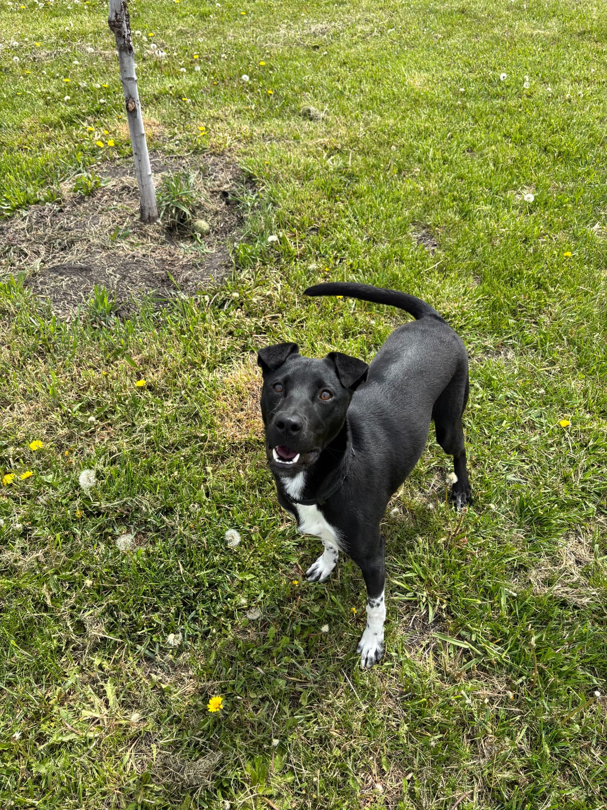 Magnolia Cafe, 10 Month Old, Mixed Breed, Female