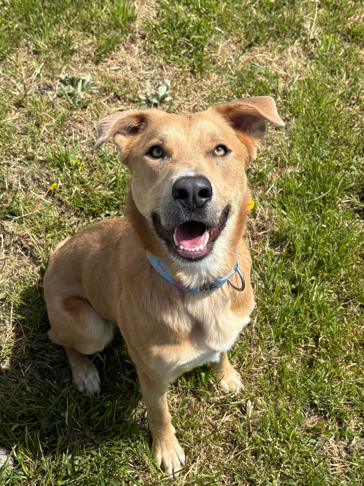 Henry, Almost 2 Year Old, Lab Mix, Male