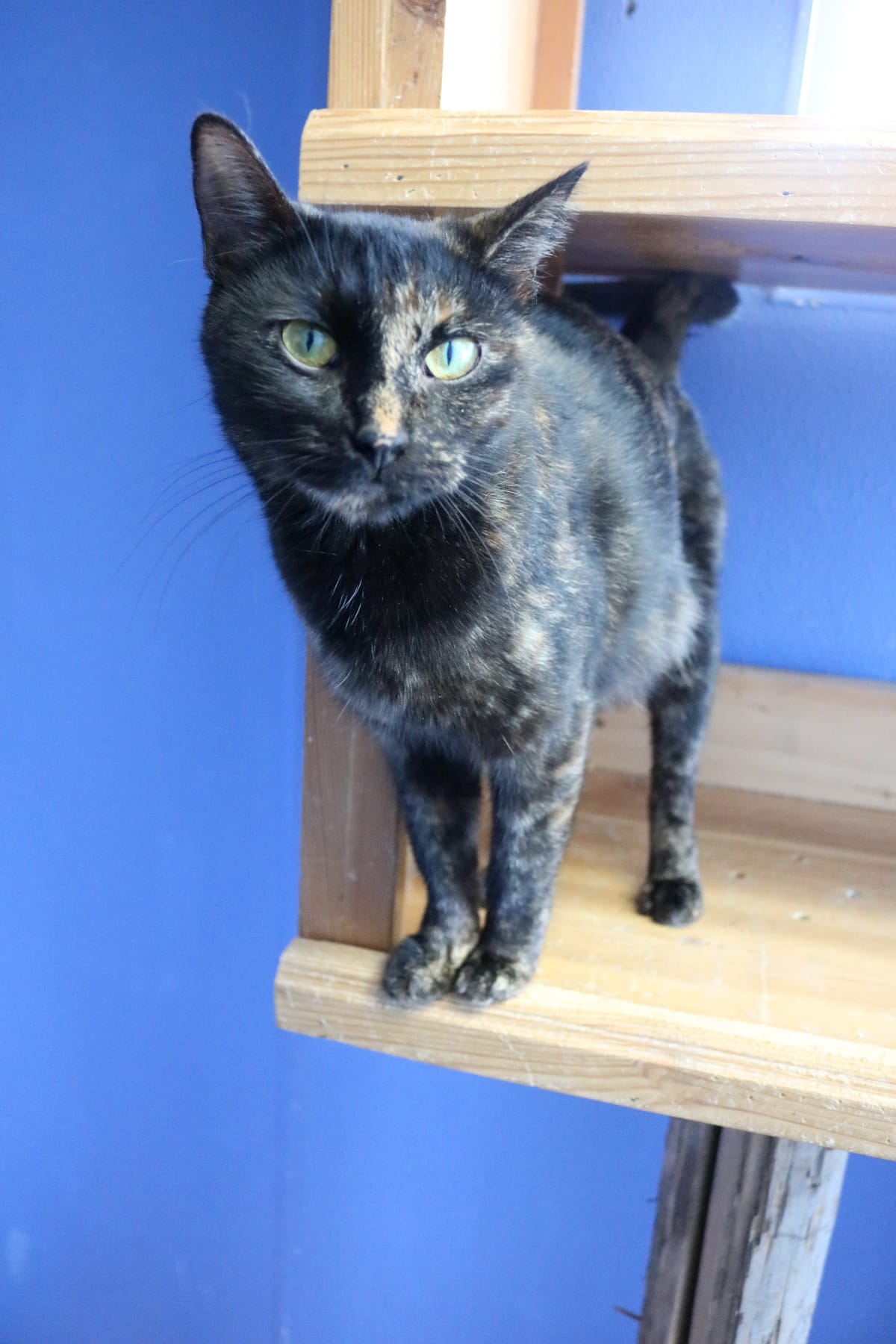 Suki, 1 year old Torti, Female, NEEDS TO BE ONLY ANIMAL IN HOME
