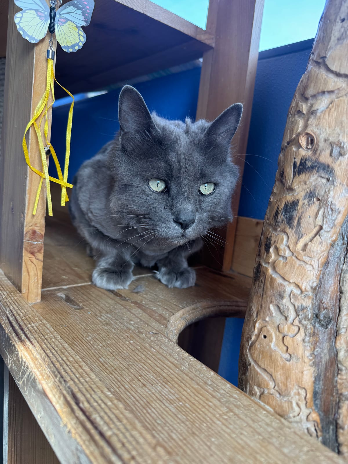 Calvin, 6 year old, Longhair, Male