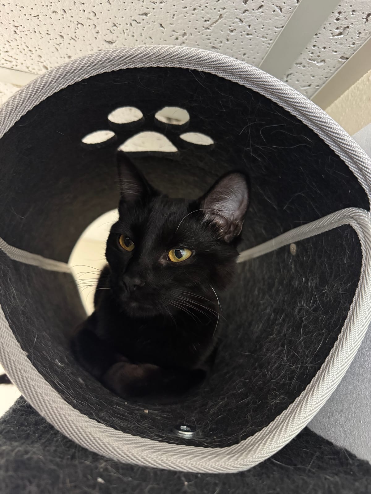 Zazu, 5 month old, Female