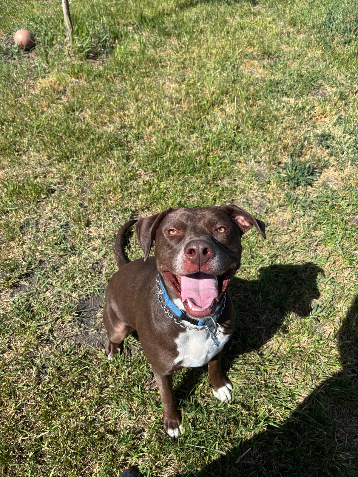 Blue, 1.5 Year Old Lab Mix, Male