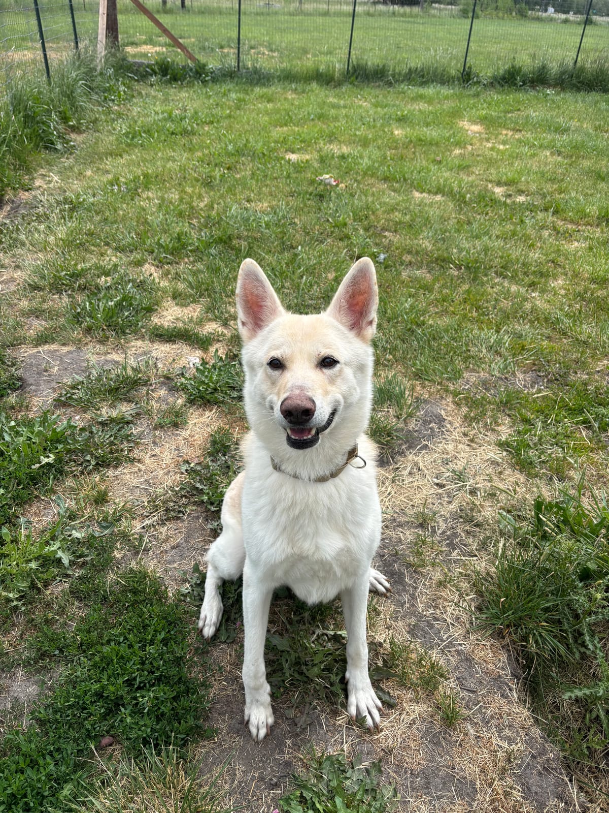 Nate, 5 Year old, Shepsky, Male