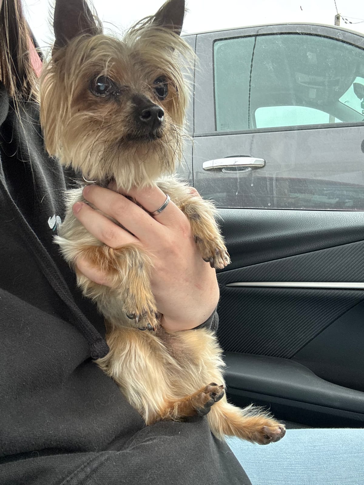 Princess Peach, 13 Year Old, Teacup Yorkie Mix