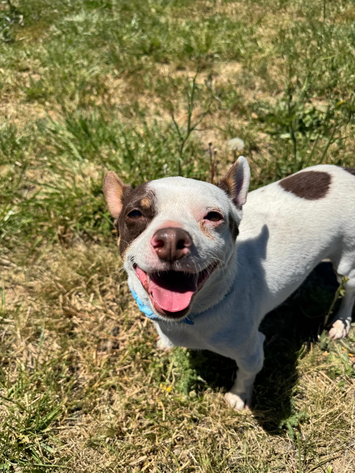 Data, 6 Year Old, Chihuahua Mix, Male