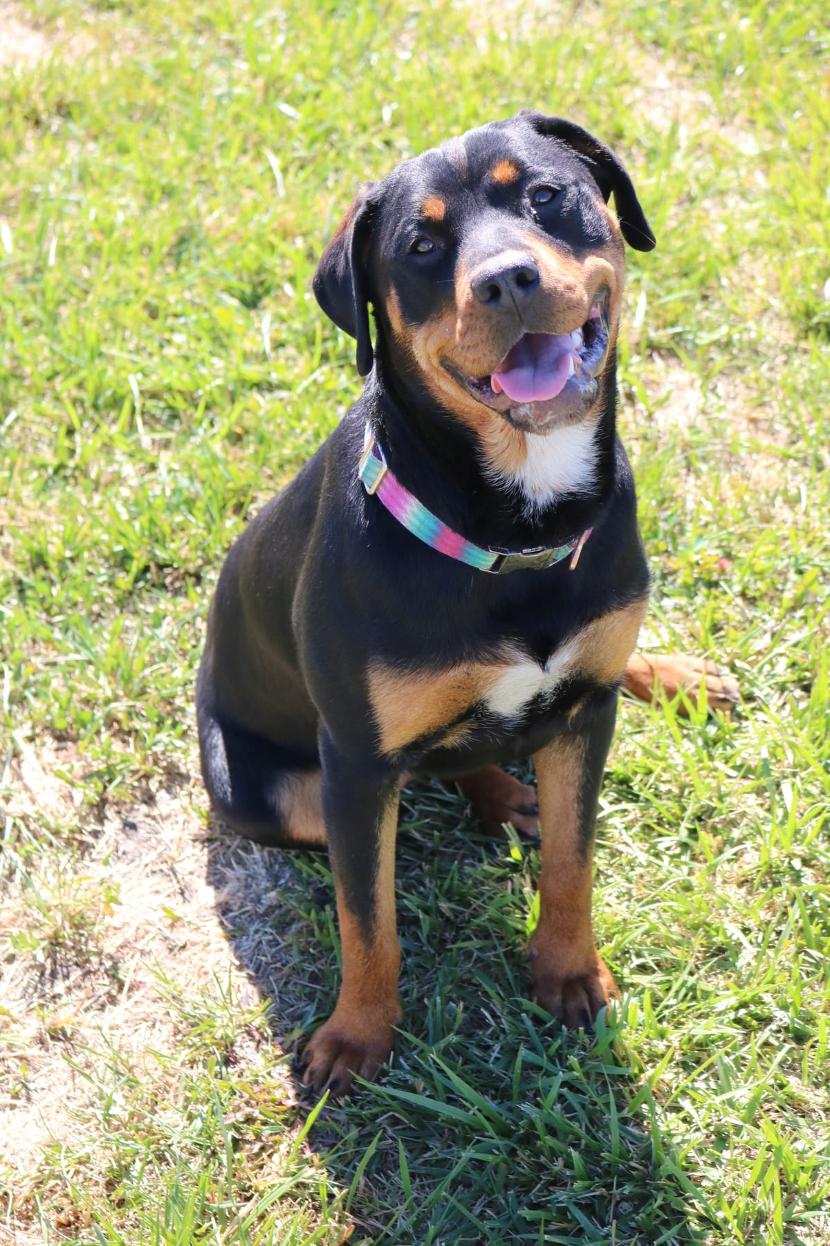 Doja, 1 Year Old Female Rottweiler