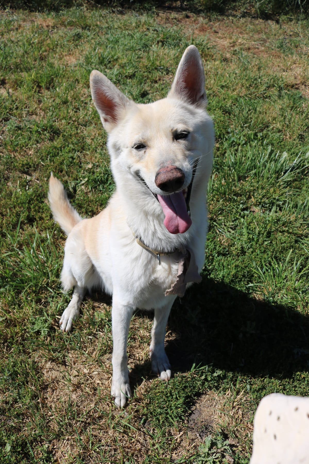 Nate, 5 Year old, Shepsky, Male
