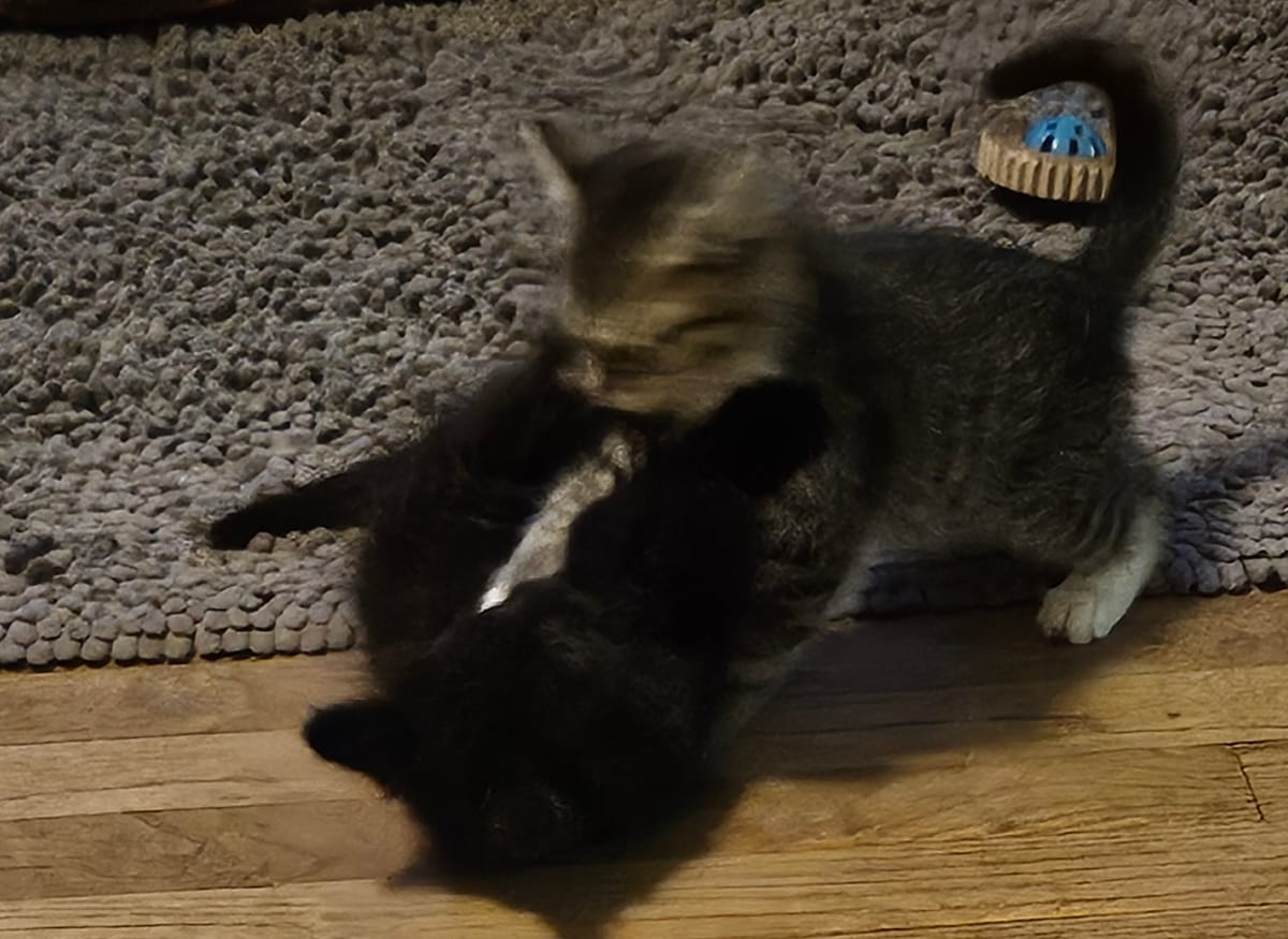 Spooky and Salem (litter mates not bonded)