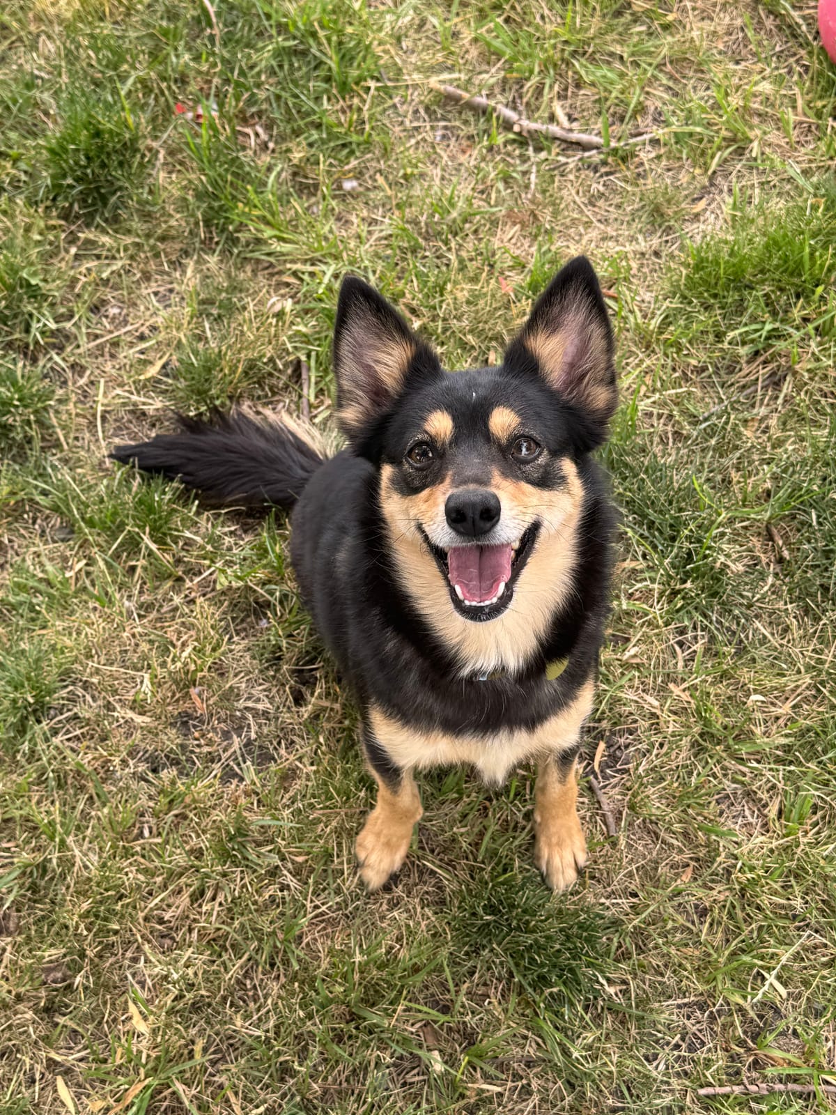 Freya, 4 Year Old, Mixed Breed, Female