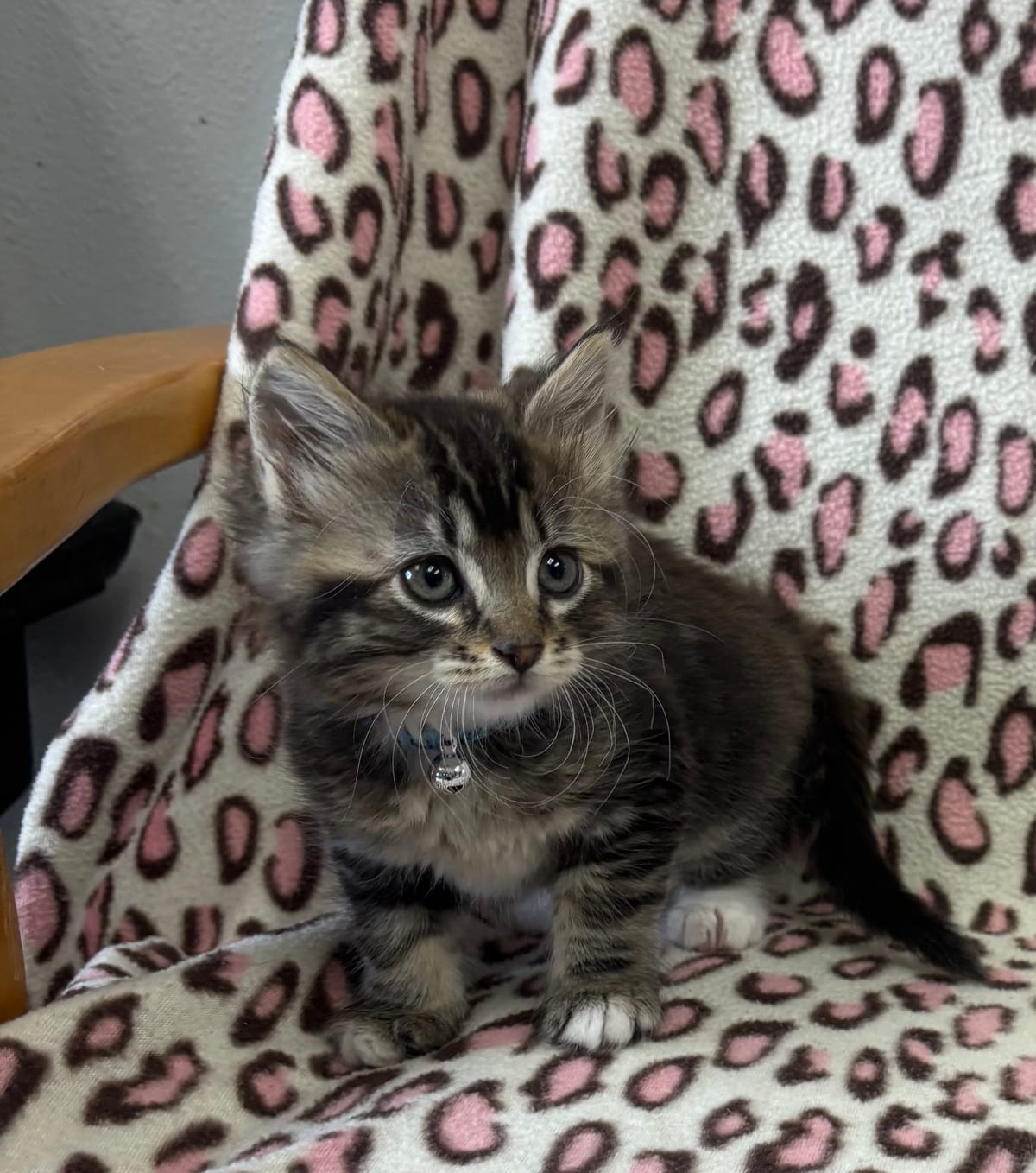 Little Miss, 6 Week Old, DMH, Female