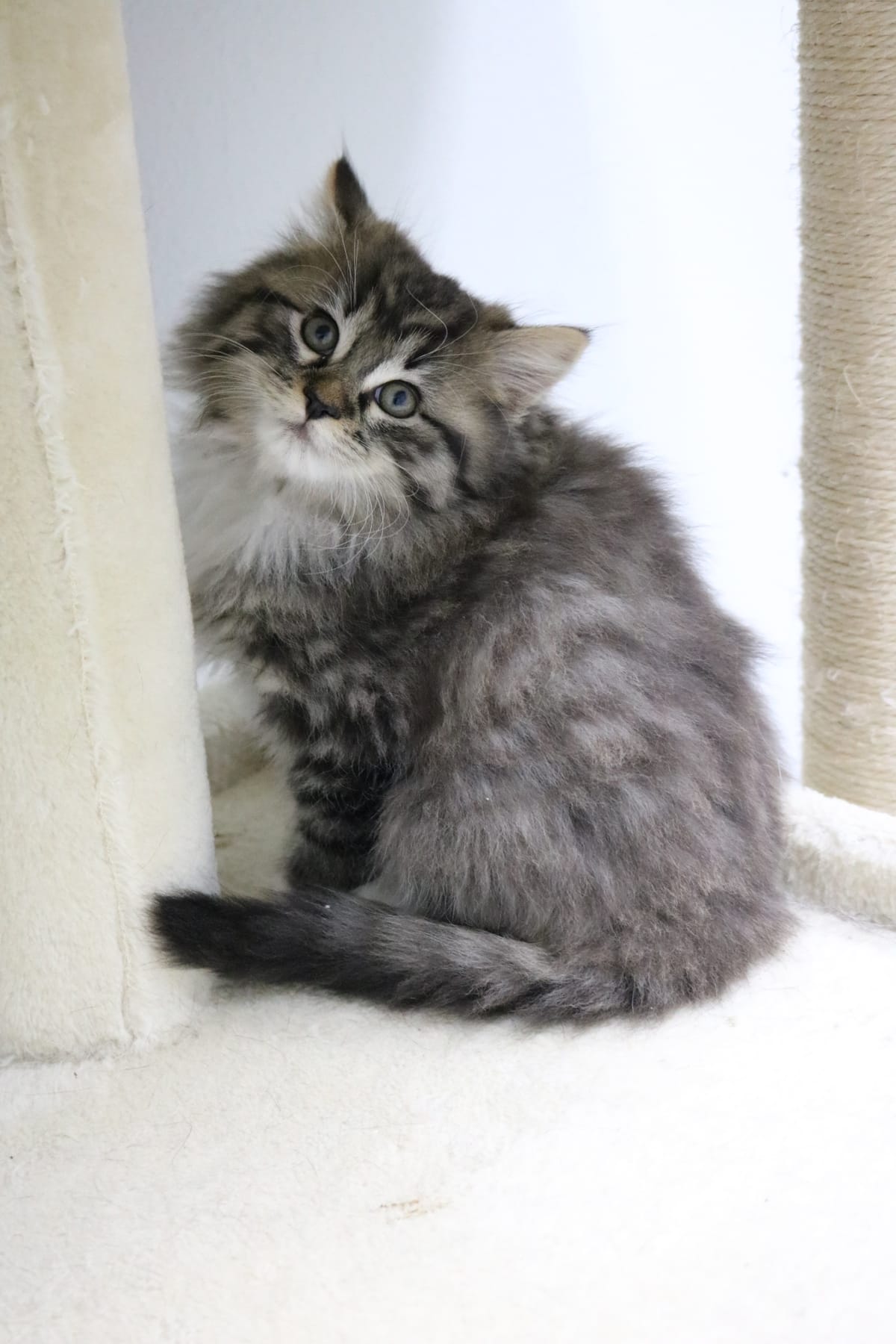 Helios, Fluffy Brown Tabby, Male