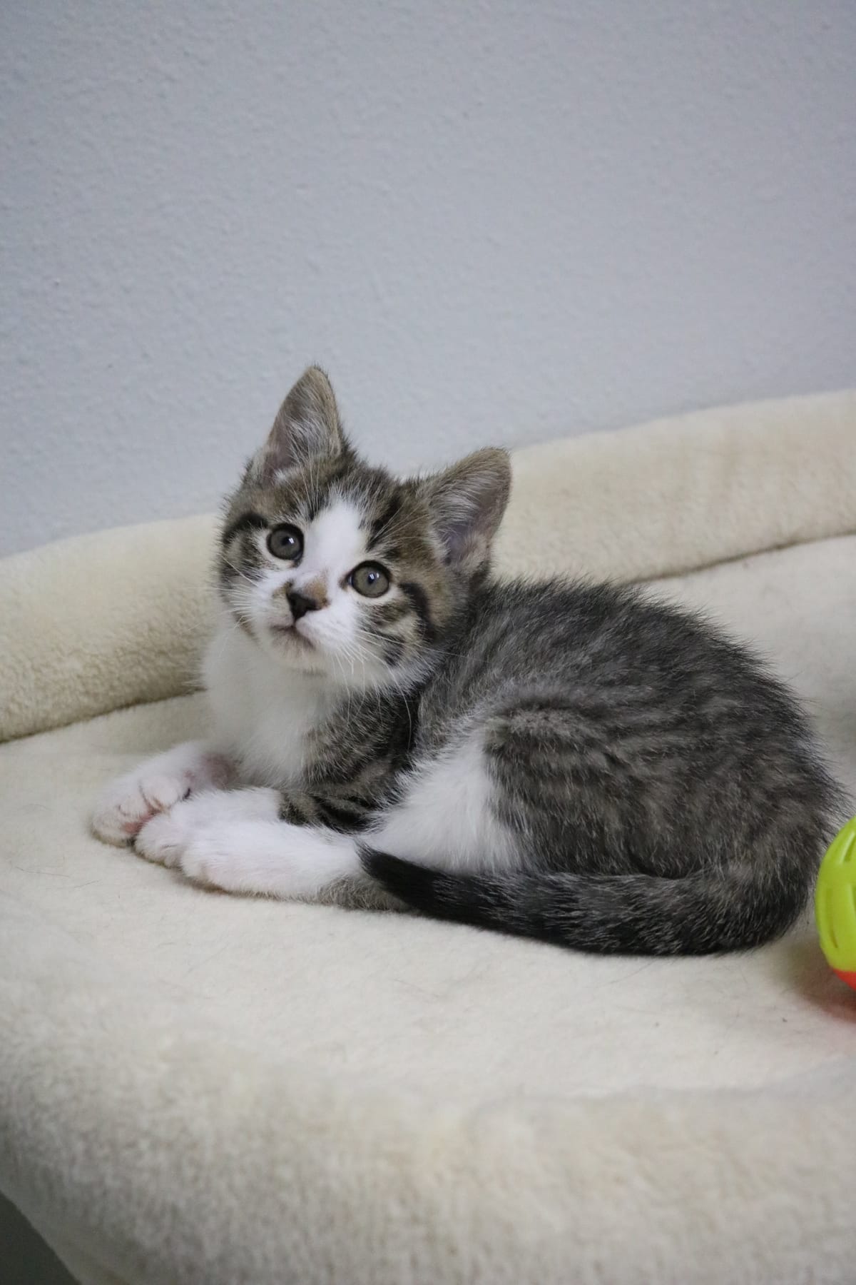 Alexander, White/Tabby, Male