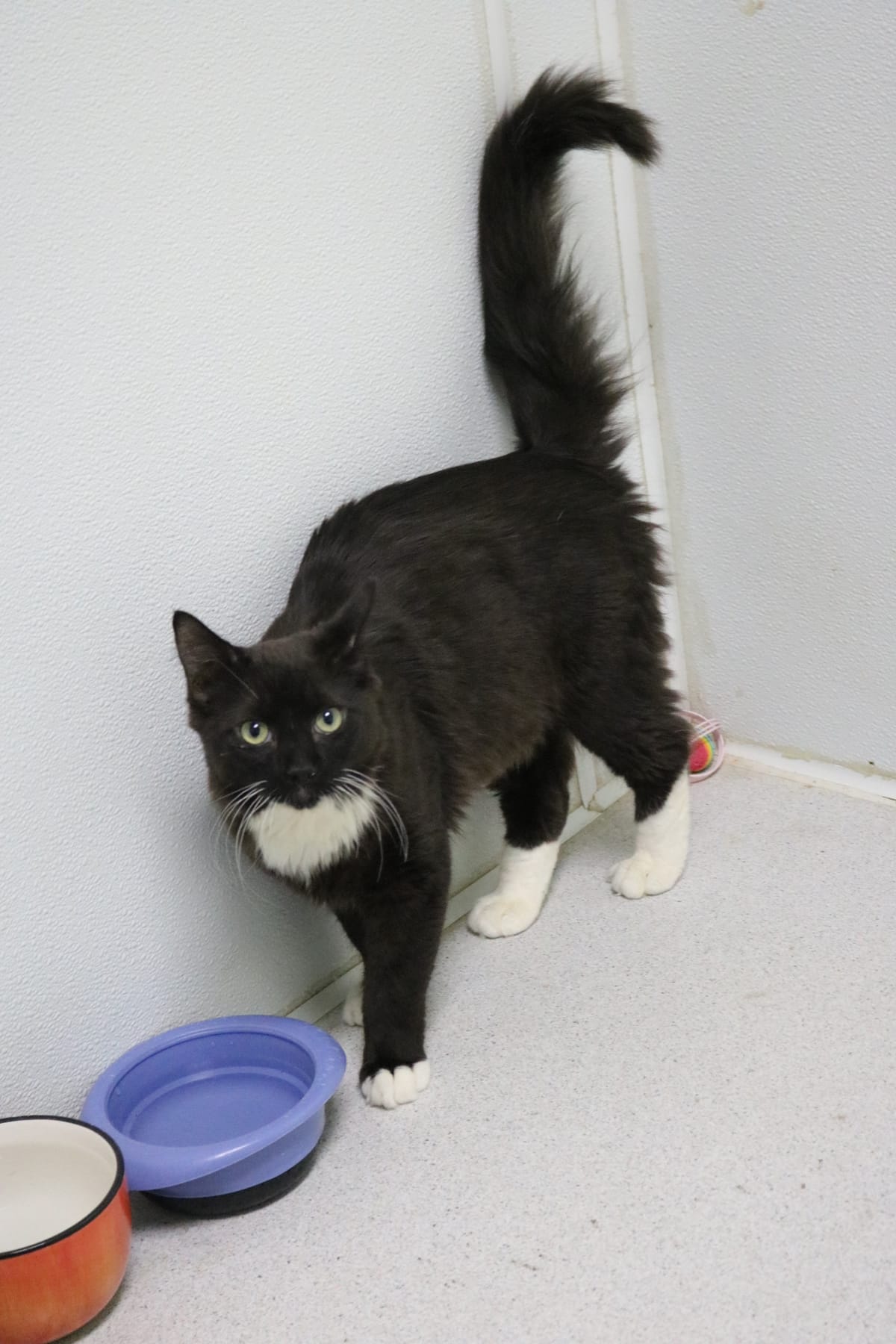 Dutchman, 6 Month Old, Male