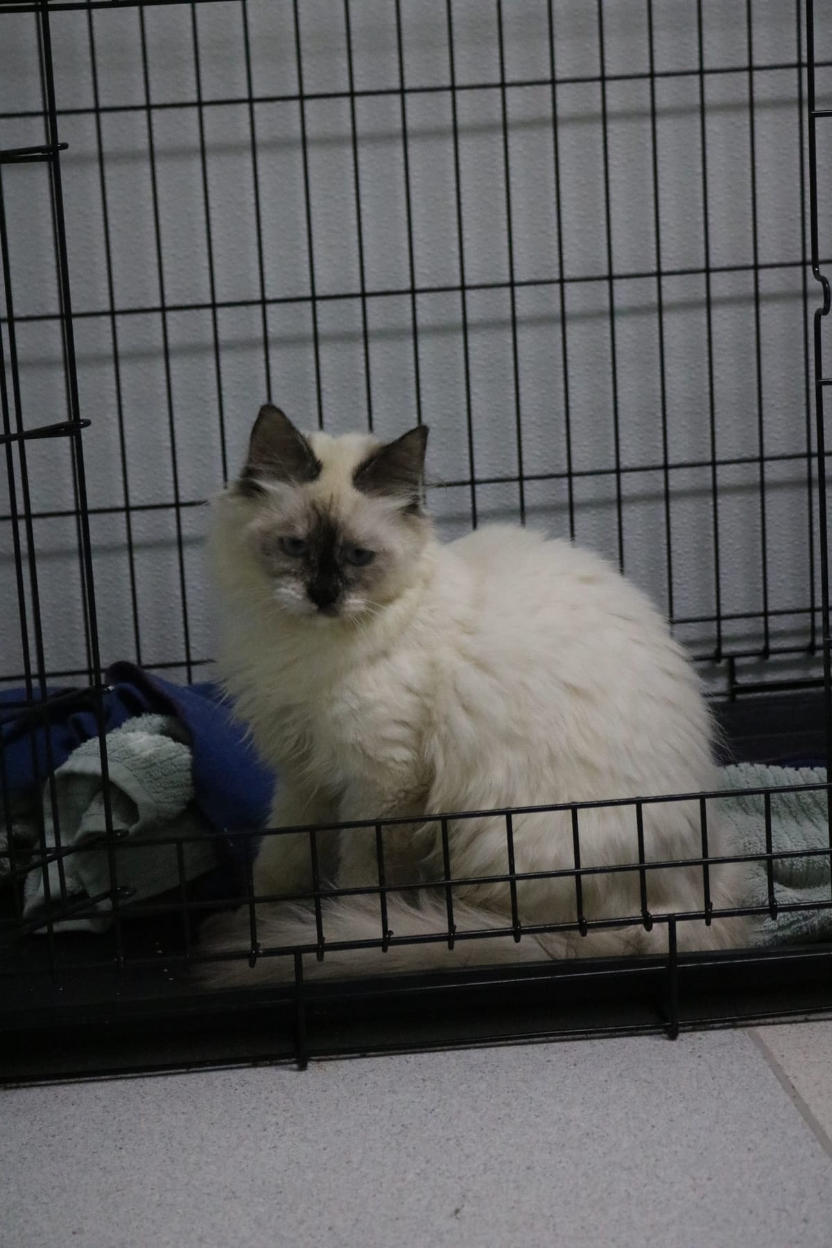 Pearl, 6 Month Old, Female