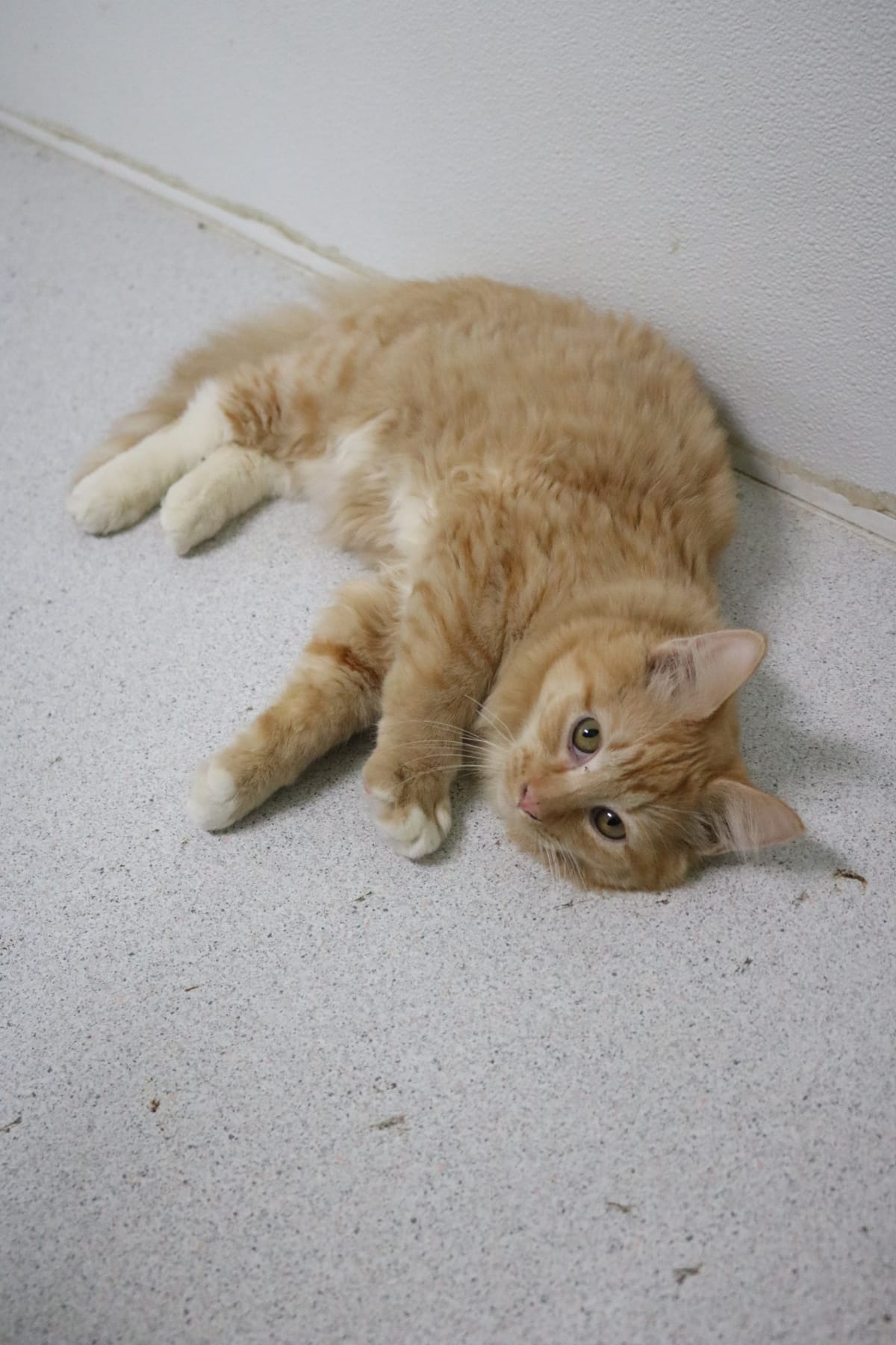 Patrick Star, 6 Month Old, Male