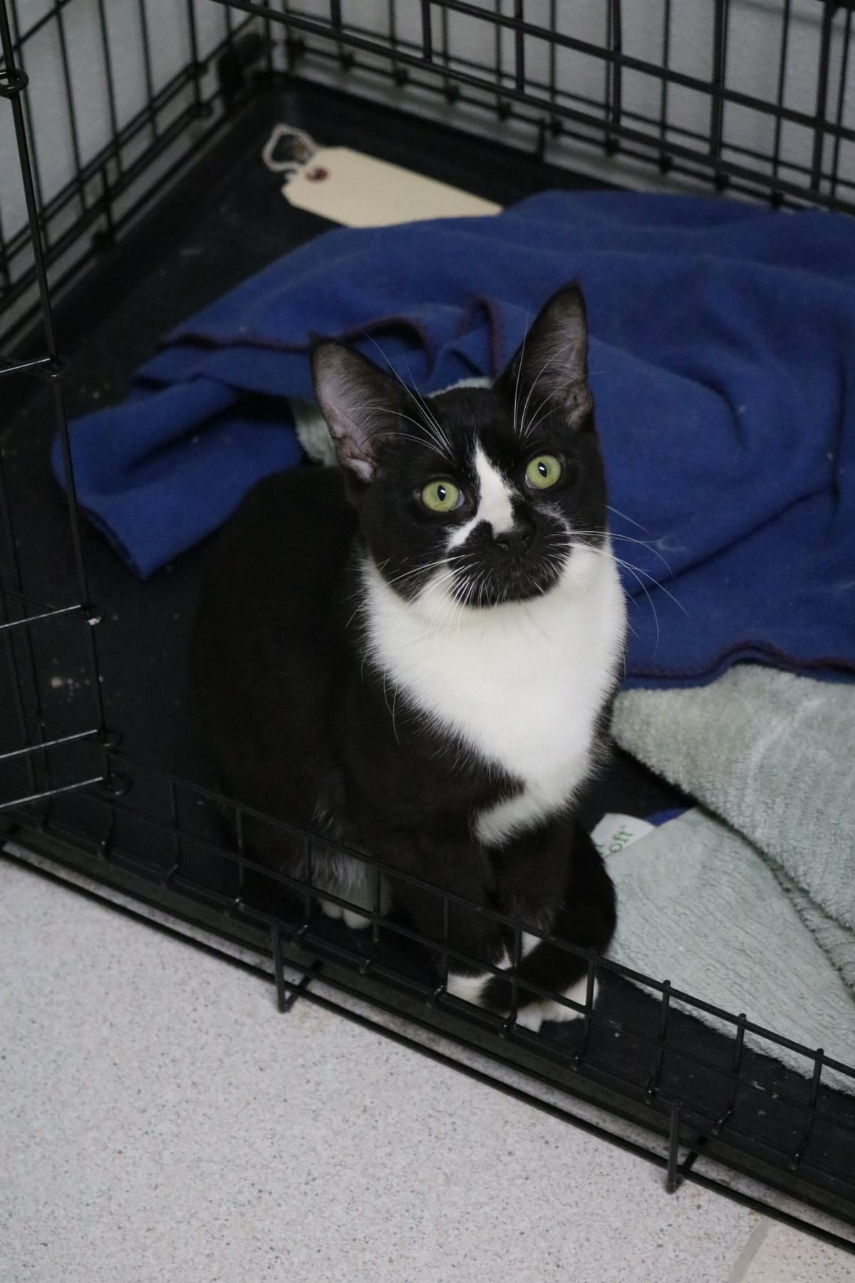 Mr. Krabs, 6 Month Old, Male