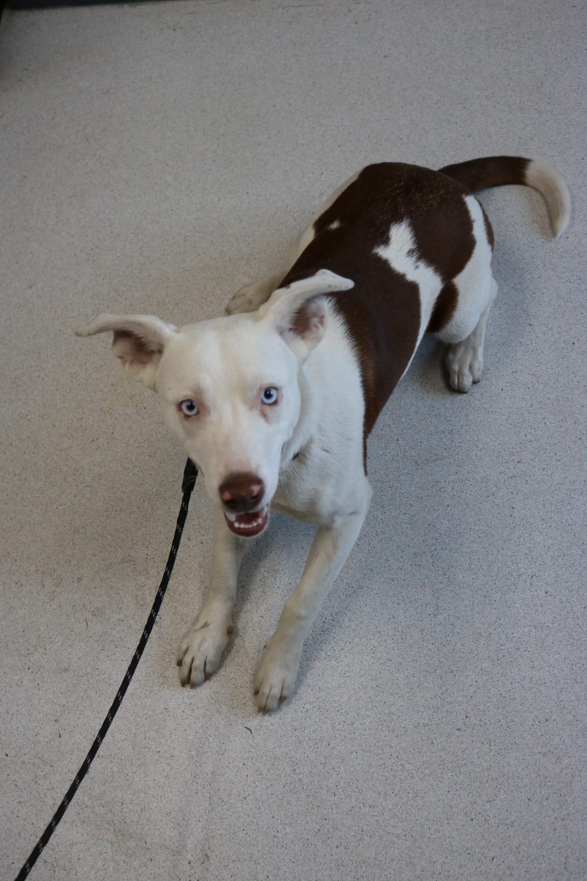 Revere, 1 Year Old, Mixed Breed, Female