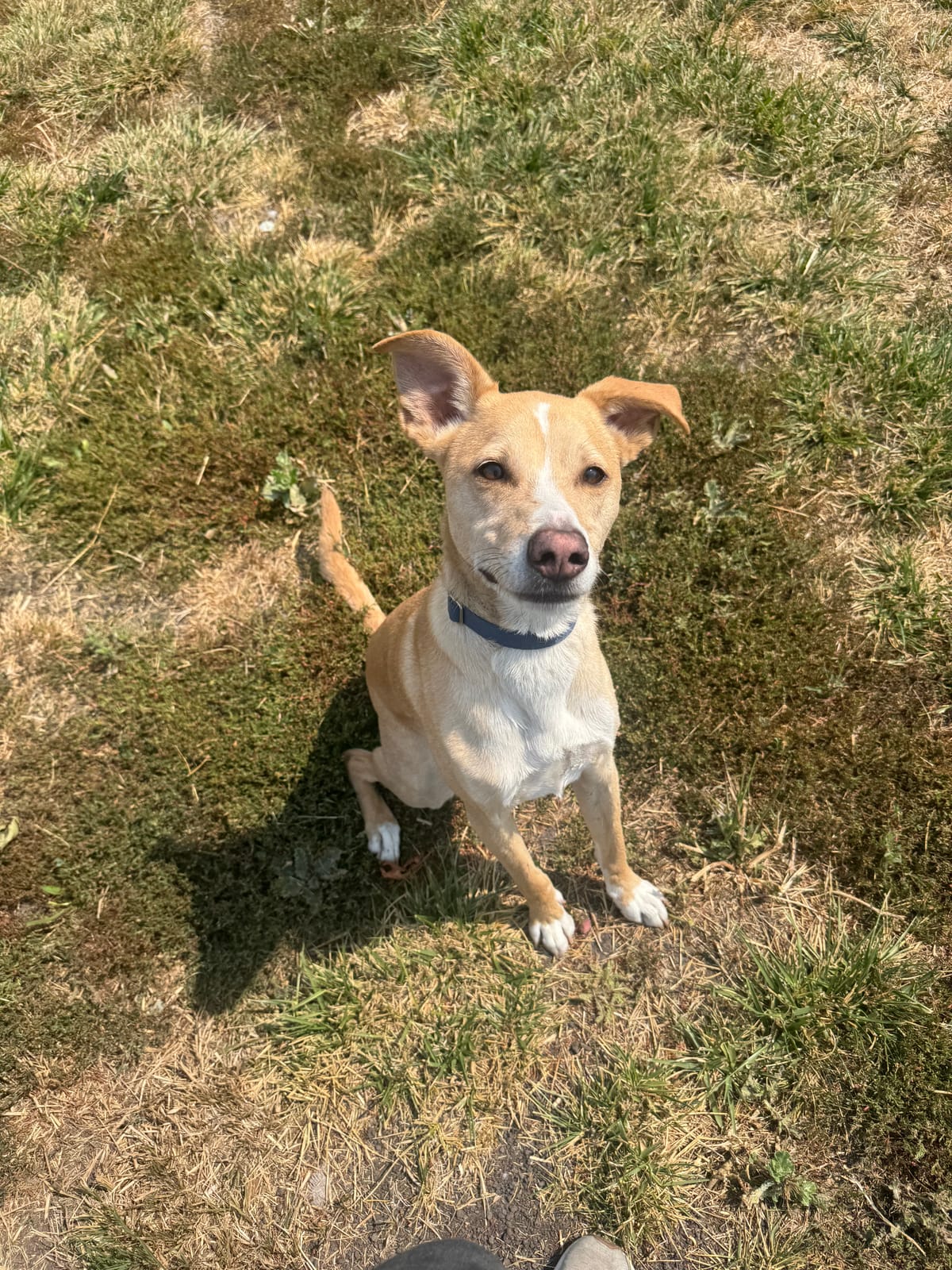 Bingo, 2 Year Old, Beagle/Terrier Mix, Male