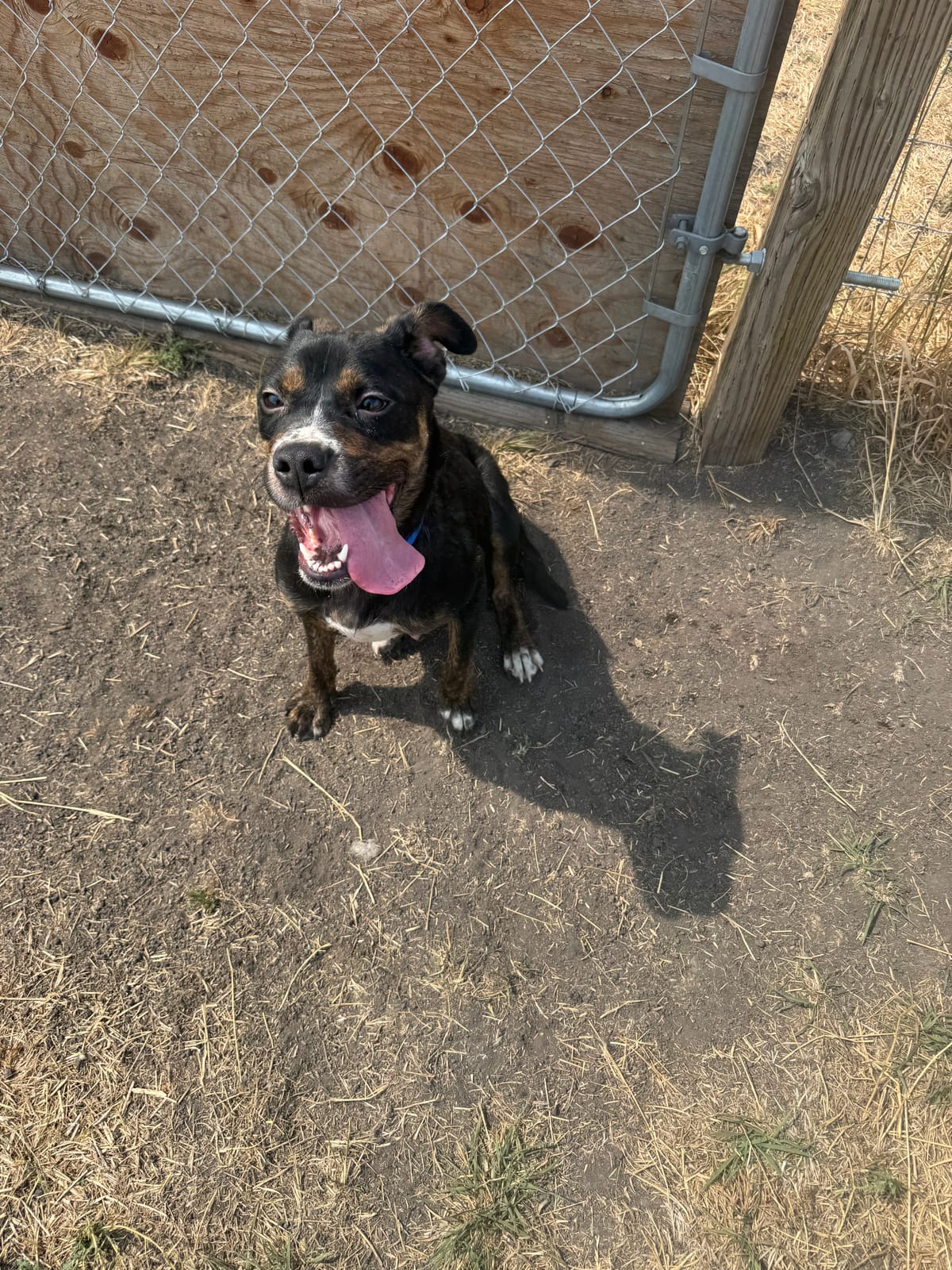 Lyla, 1.5 Year Old, Mixed Breed, Female