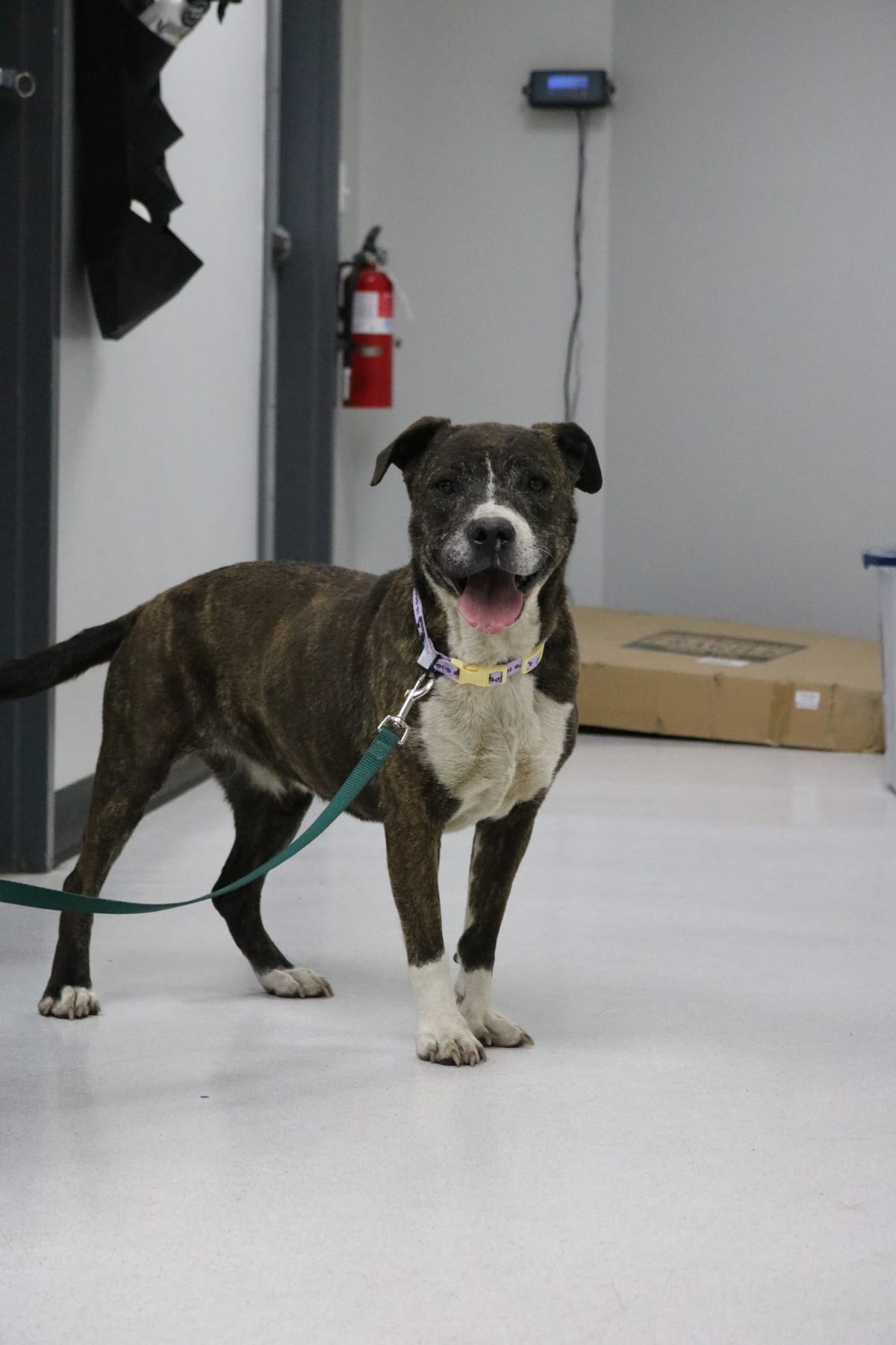 Stacy, Pitbull Mix, 8 Year Old, Female