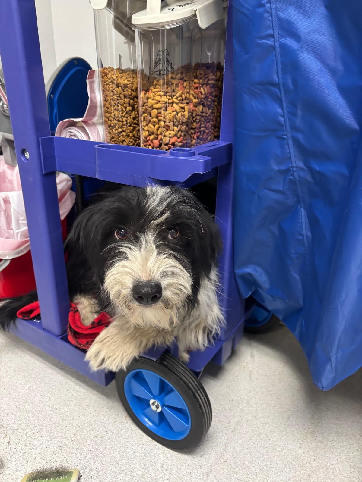 Baby Girl, 2 Years old, 40 lb, Terrier mix