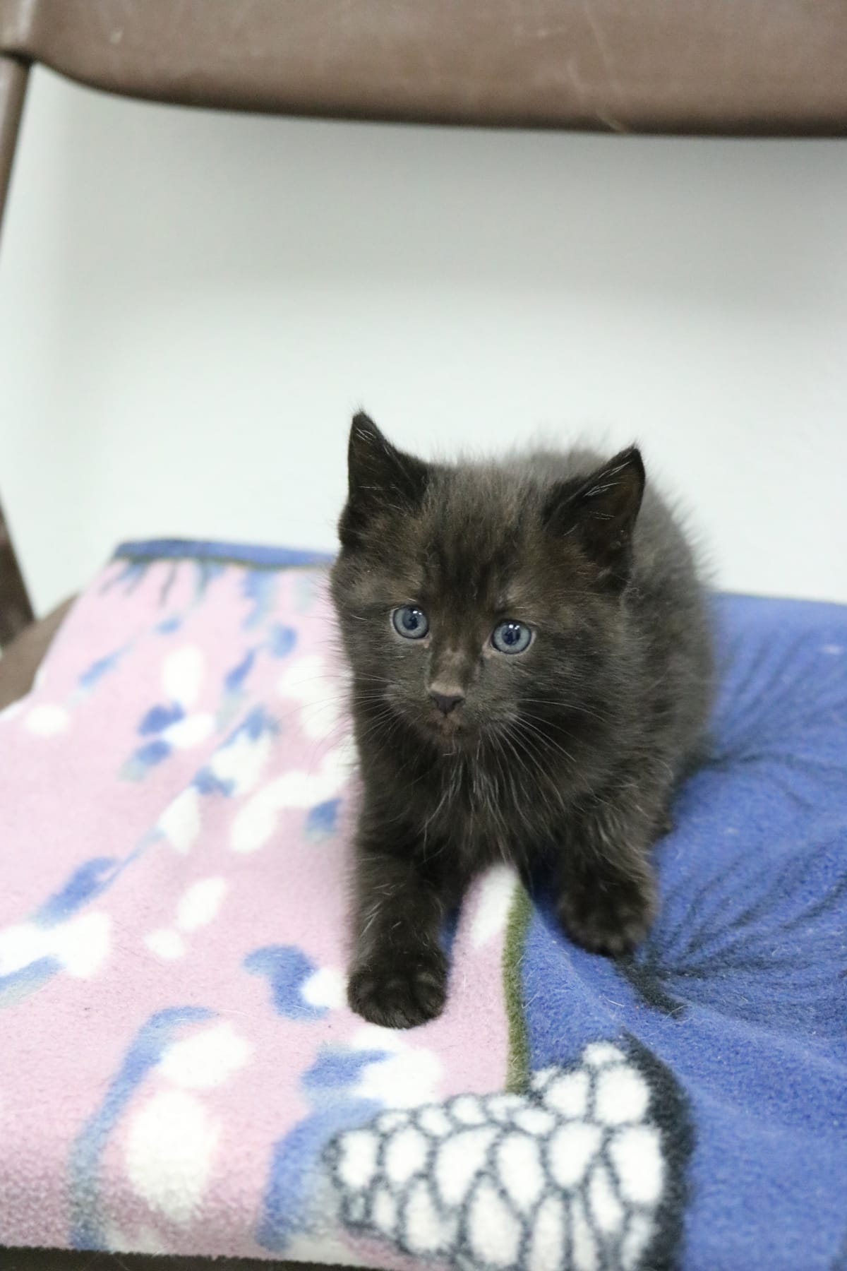 Savannah, NOT READY TO ADOPT YET