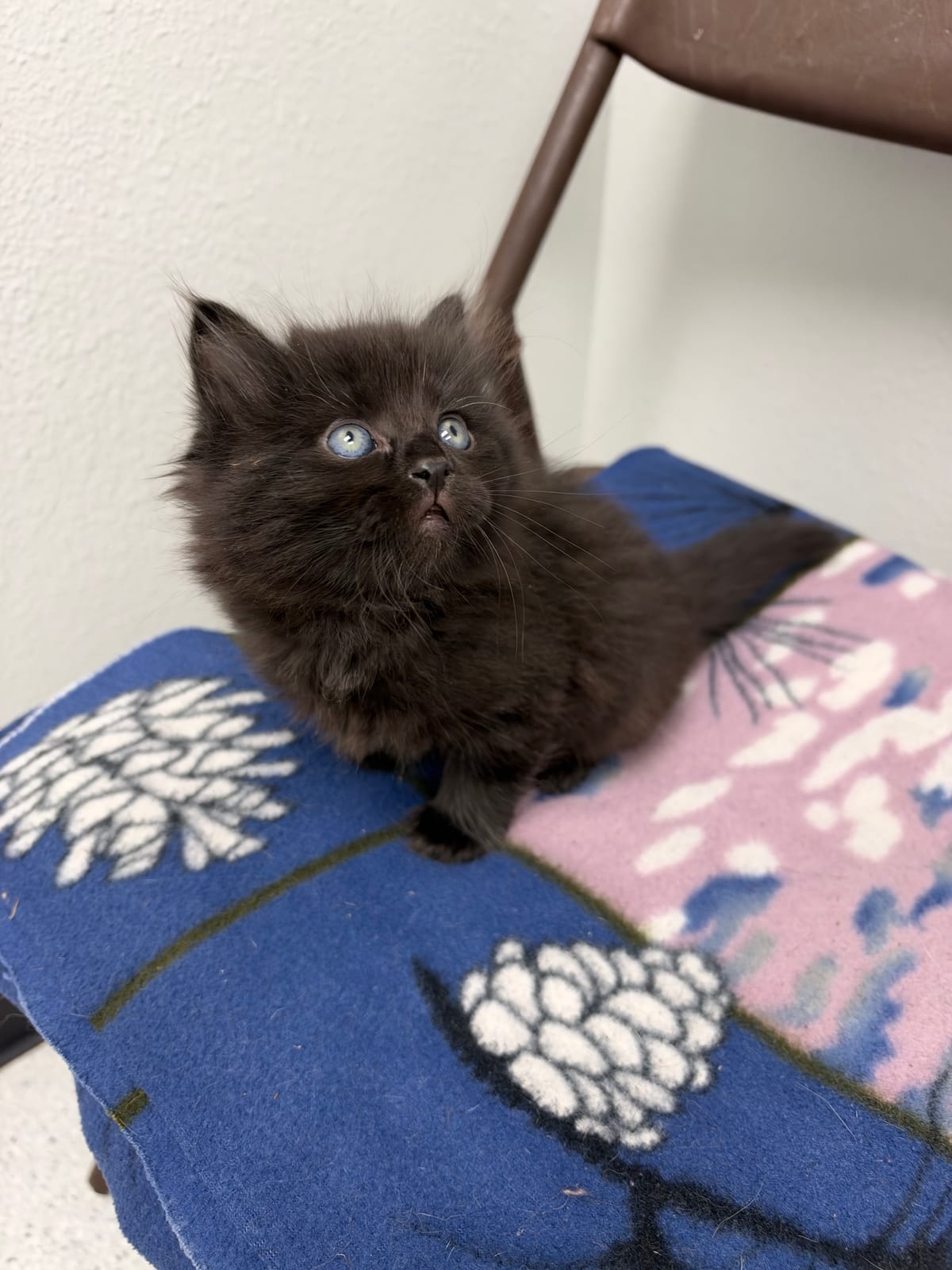 Macon, NOT READY TO ADOPT YET