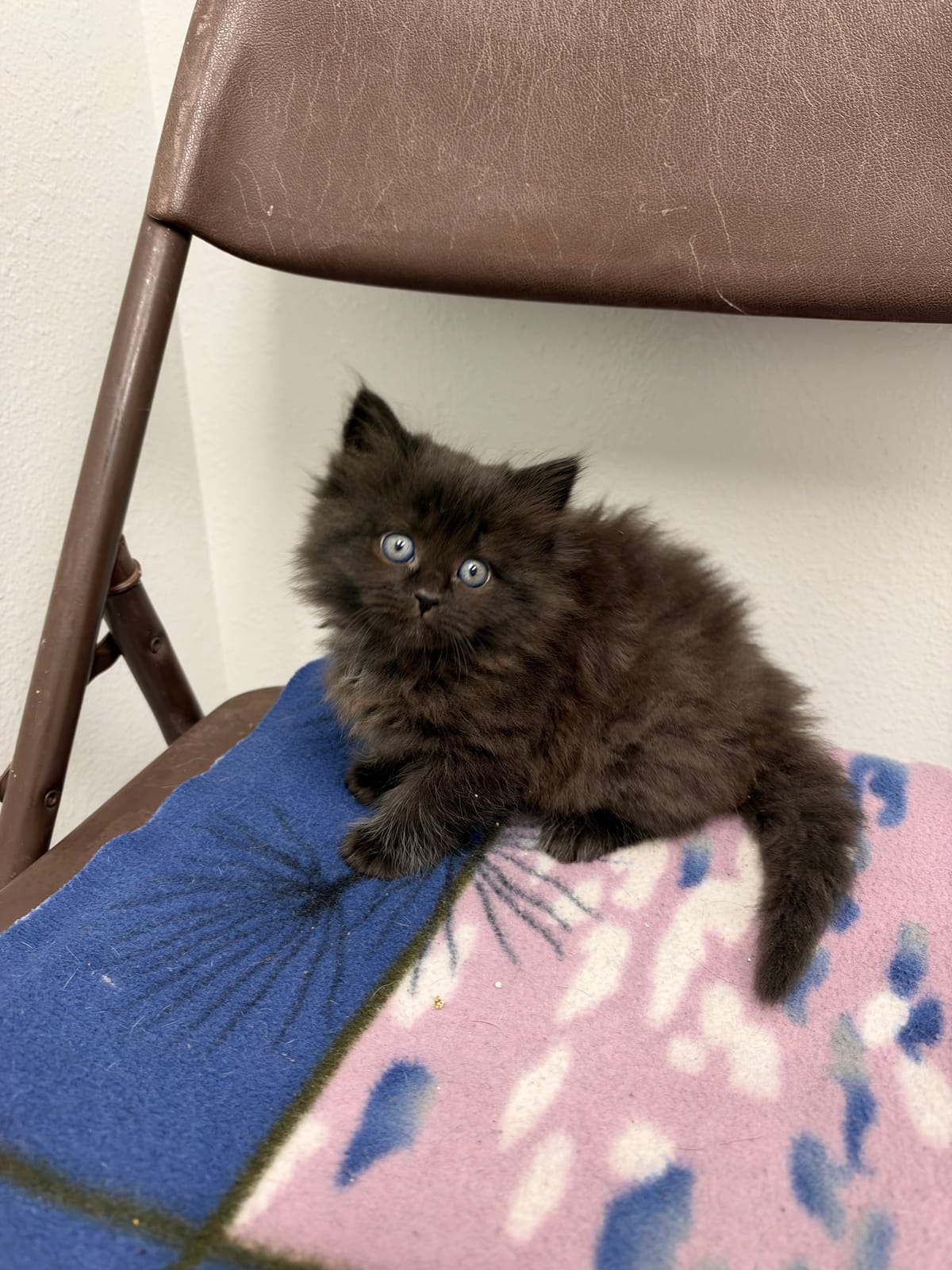 Agusta, NOT READY TO ADOPT YET