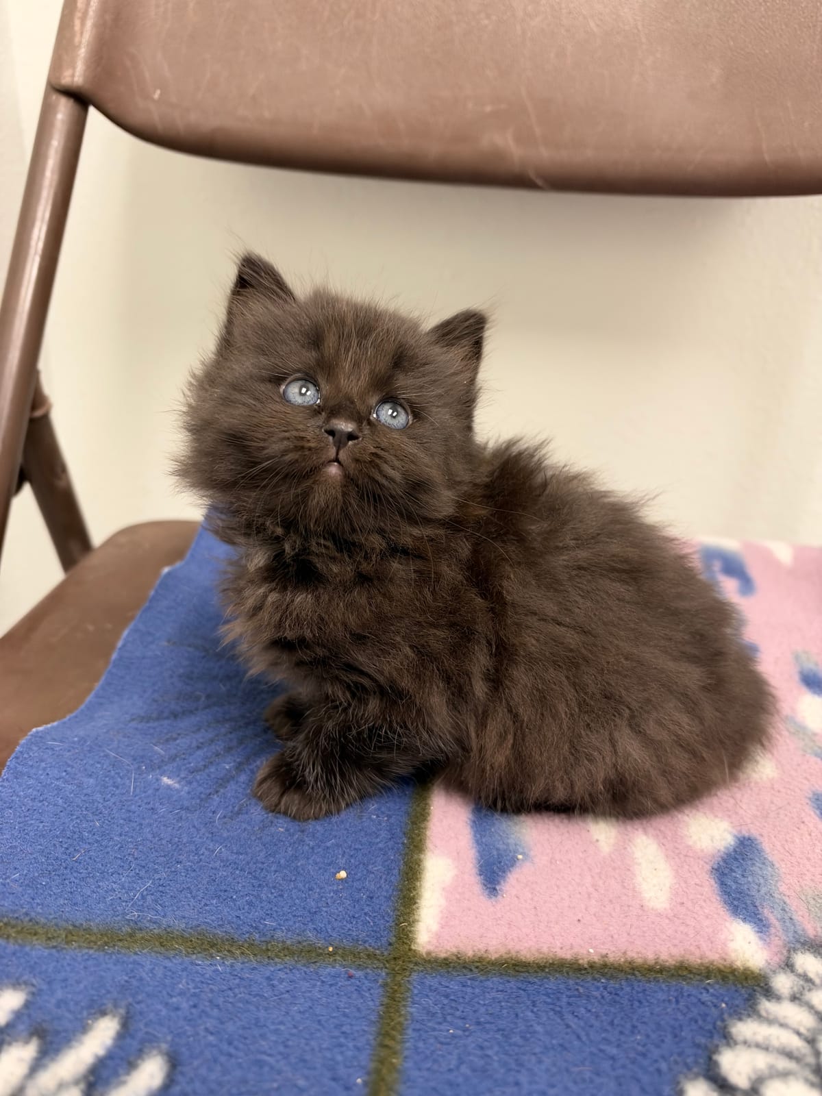 Milledgeville, NOT READY TO ADOPT YET