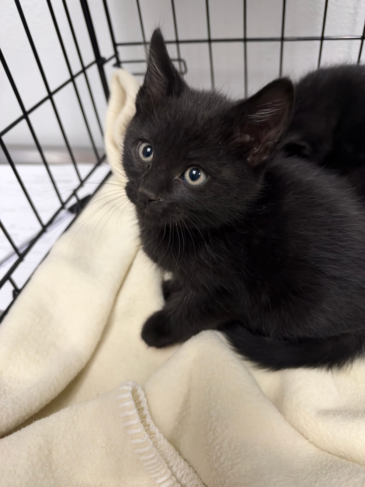 Crean, 6 Week Old, Male