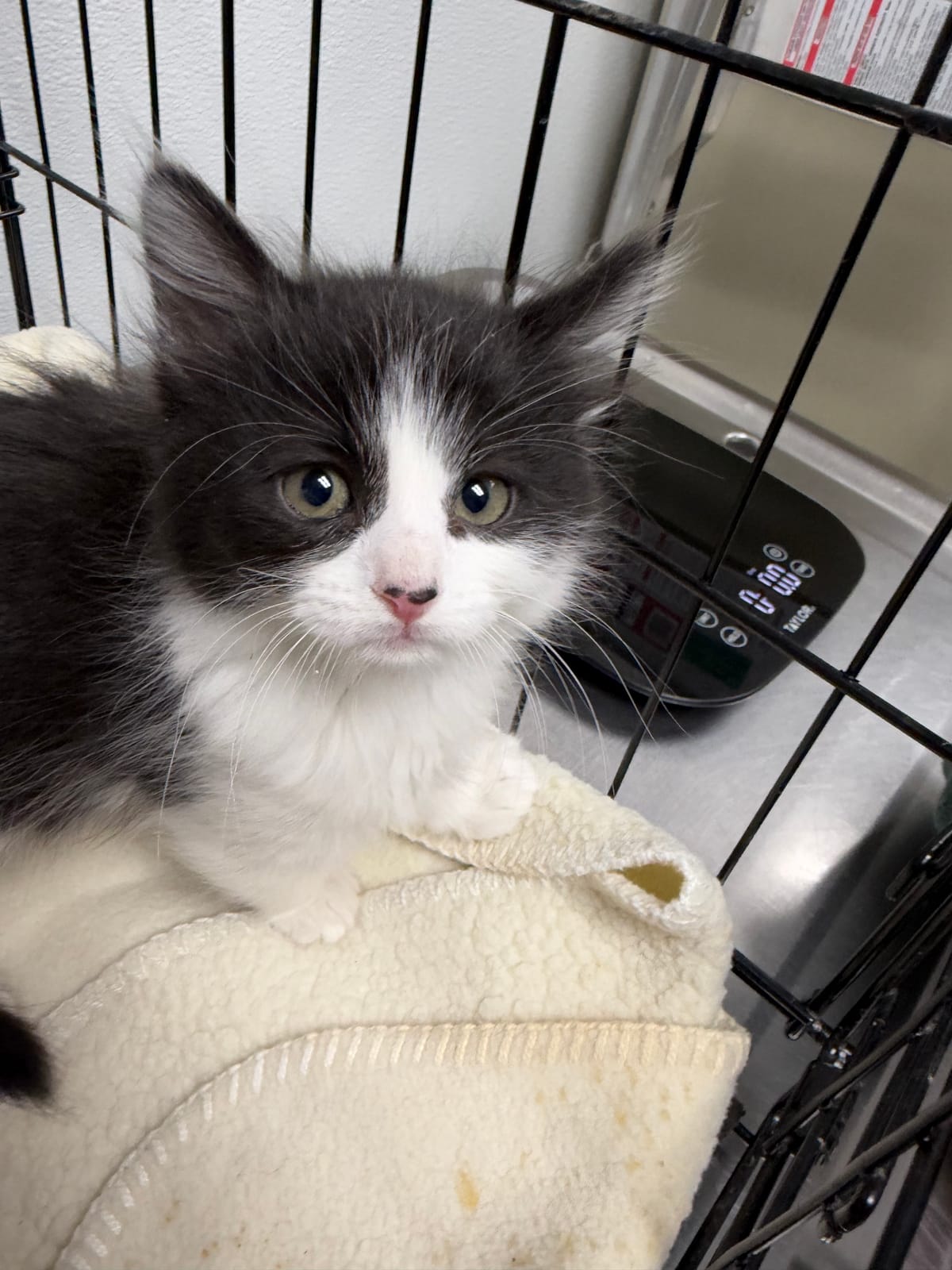 Worsley, 6 Week Old, Male